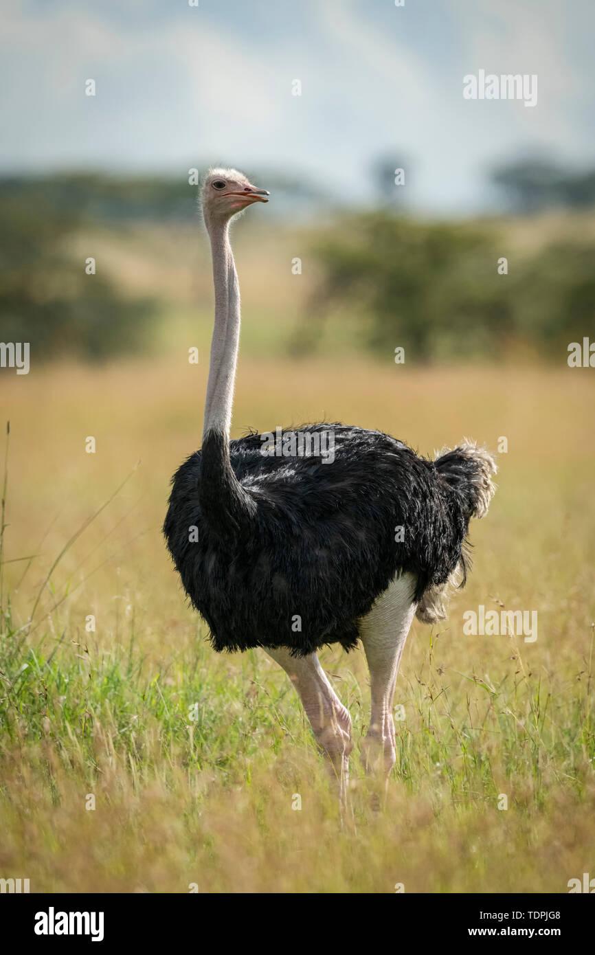 Ostrich looking at camera hires stock photography and images Alamy