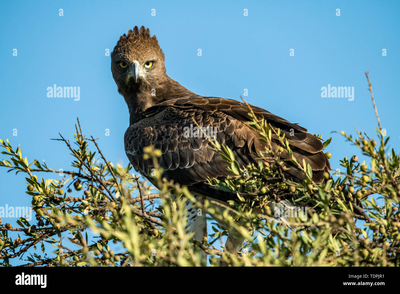 Martial eagle (Polemaetus bellicosus) staring at camera from treetop, Serengeti National Park; Tanzania Stock Photo