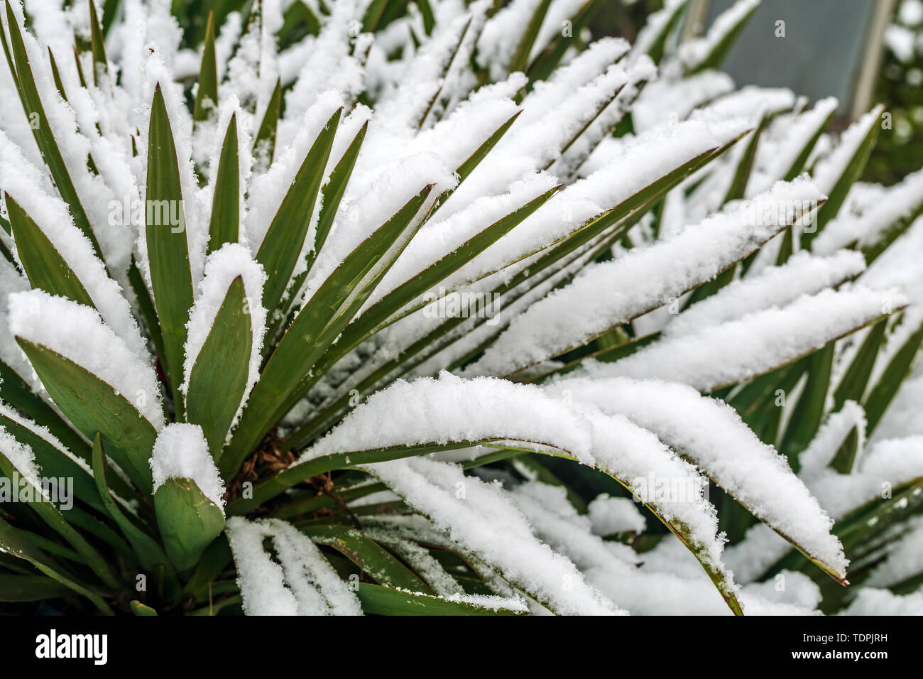 Sisal hemp hires stock photography and images Alamy