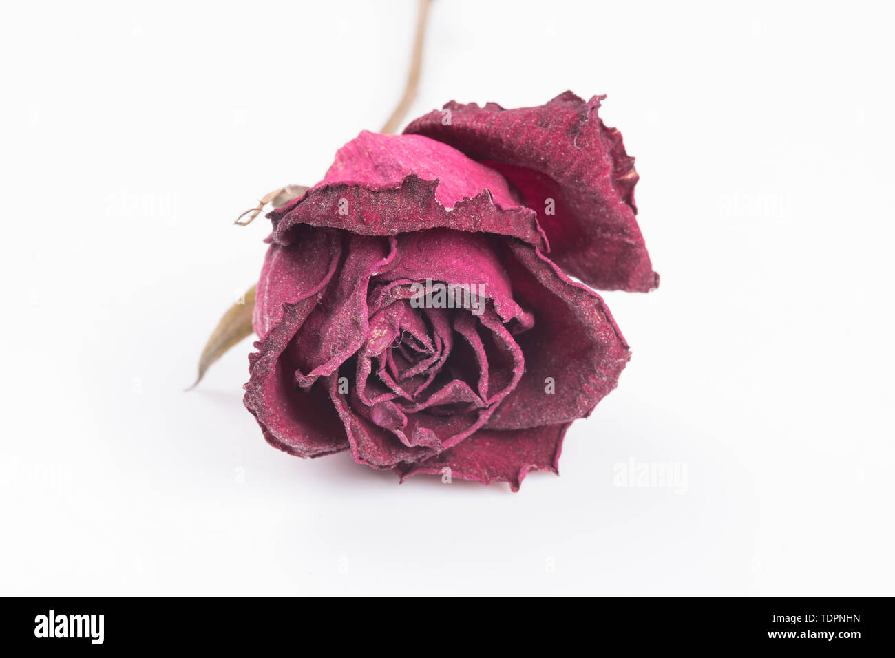 The wilting rose Stock Photo Alamy