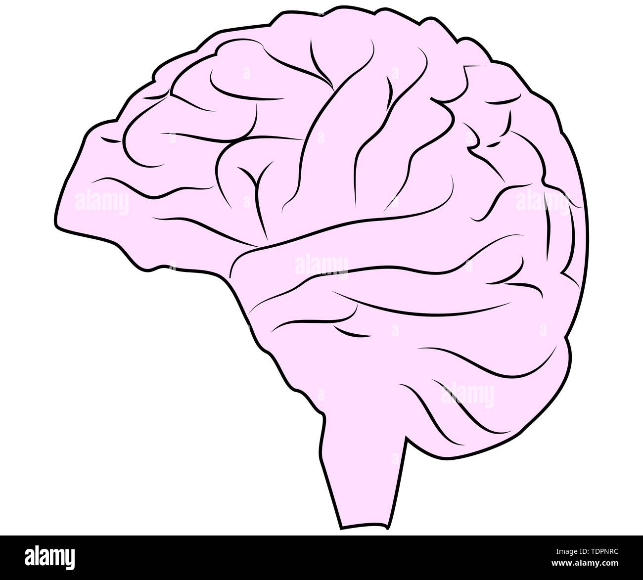 Brain or mind side view line art color icon for medical apps and ...