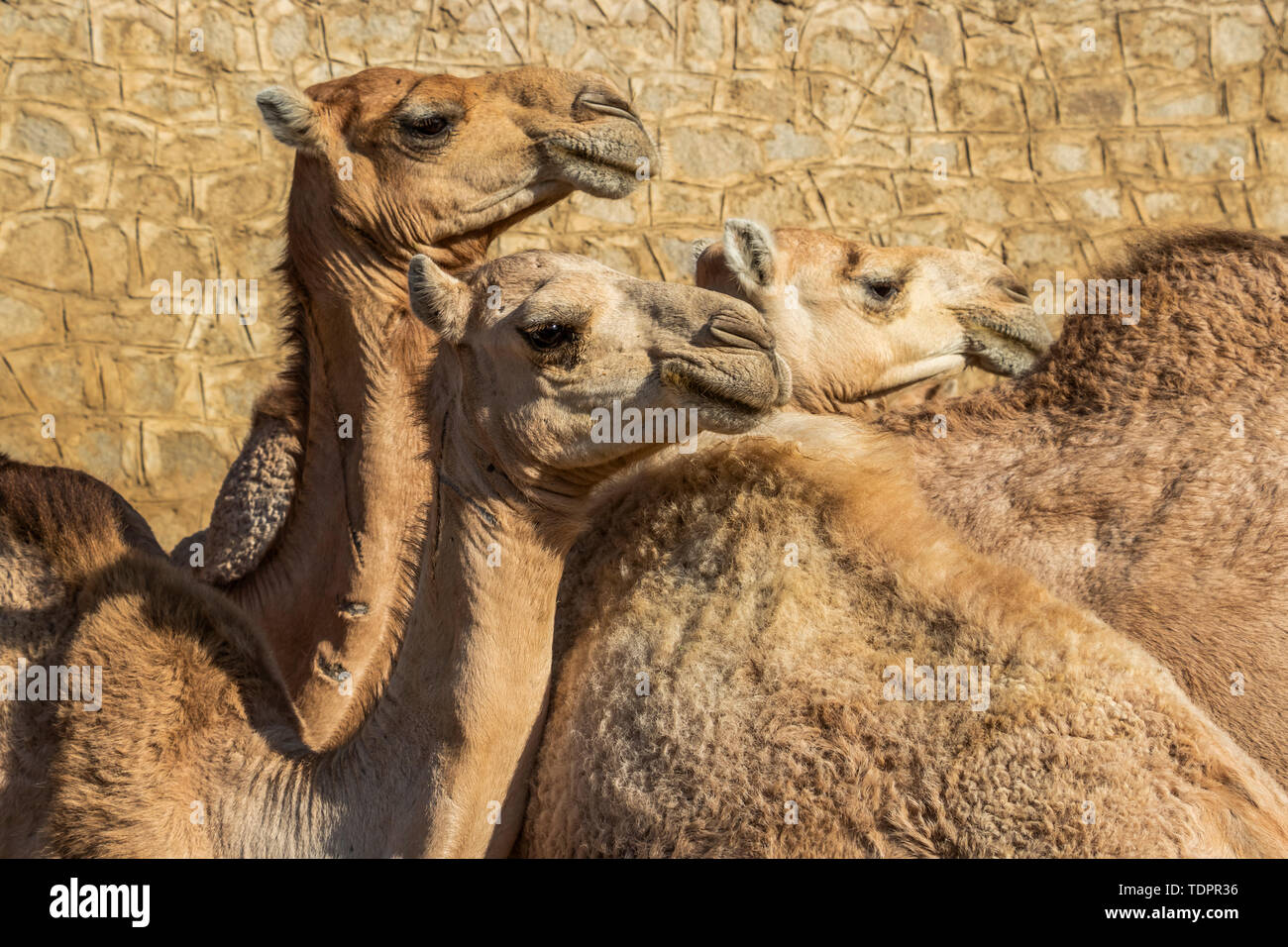 Close-up of camels at the Monday livestock market; Keren, Anseba Region, Eritrea Stock Photo