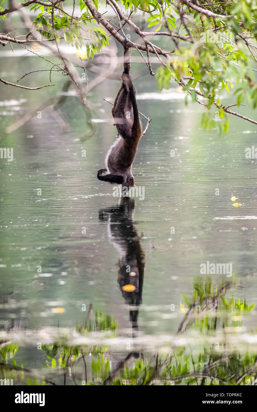 Sykes (or White-throated monkey) Monkey (Cercopithecus albogularis) hangs from branch by one foot to drink from pond at Ngare Sero Mountain Lodge, ... Stock Photo