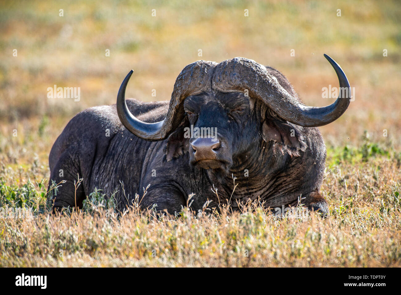 Large male African Buffalo (Syncerus caffer) resting in short grass in Ngorongoro Crater, Ngorongoro Conservation Area; Tanzania Stock Photo