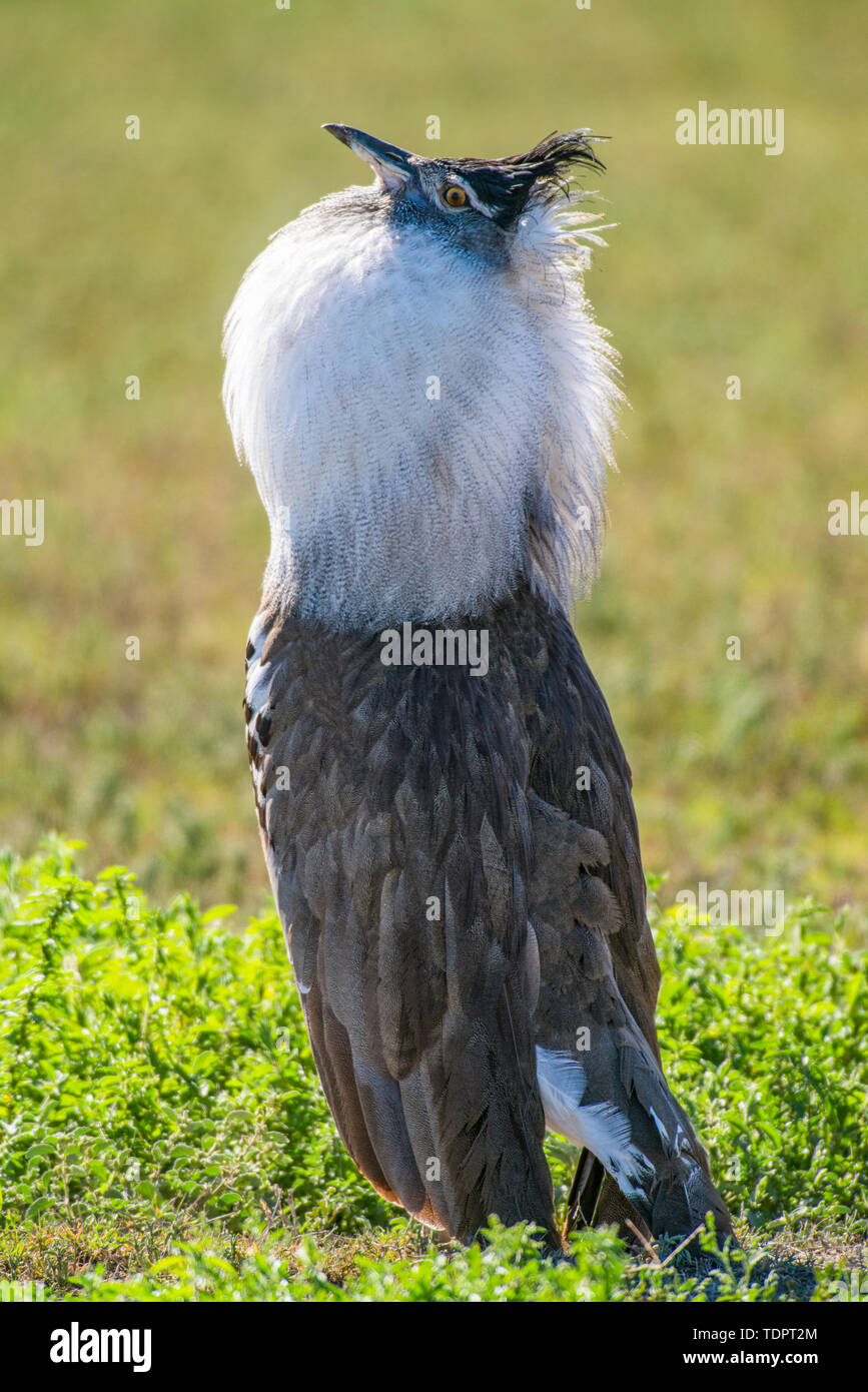 Male kori bustard ardeotis kori hi-res stock photography and images - Alamy