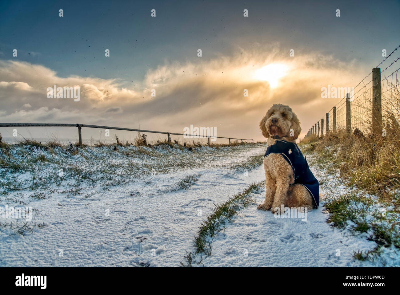 Dog wearing coat and sitting on a snowy path; South Shields, Tyne and Wear, England Stock Photo