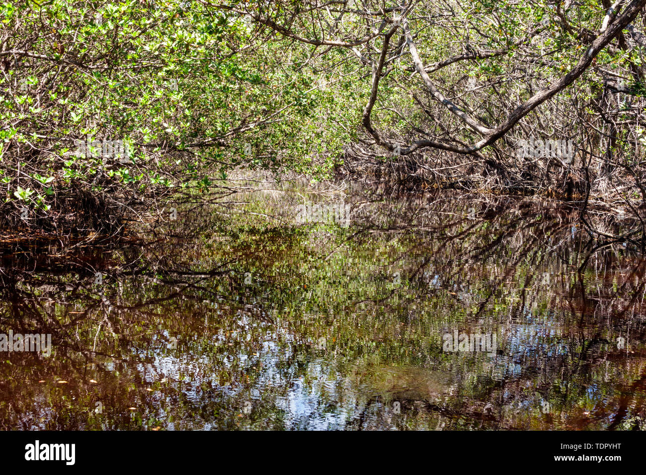 Sanibel Island Florida,Sanibel-Captiva Conservation Foundation SCCF,habitat conservation,Sanibel River water,vegetation,visitors travel traveling tour Stock Photo