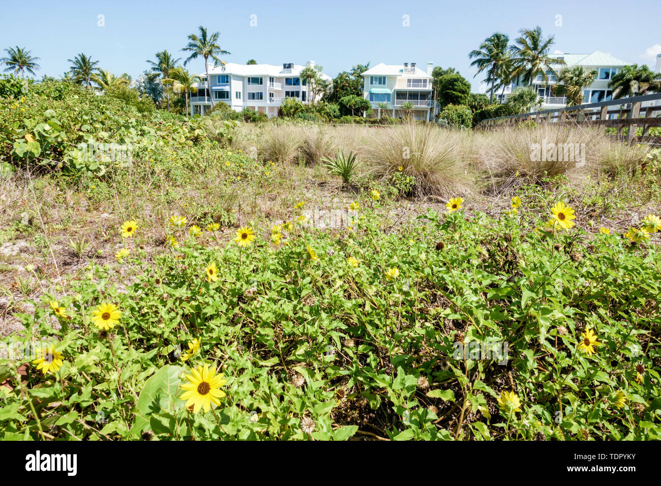 Dune sunflower grasses hires stock photography and images Alamy