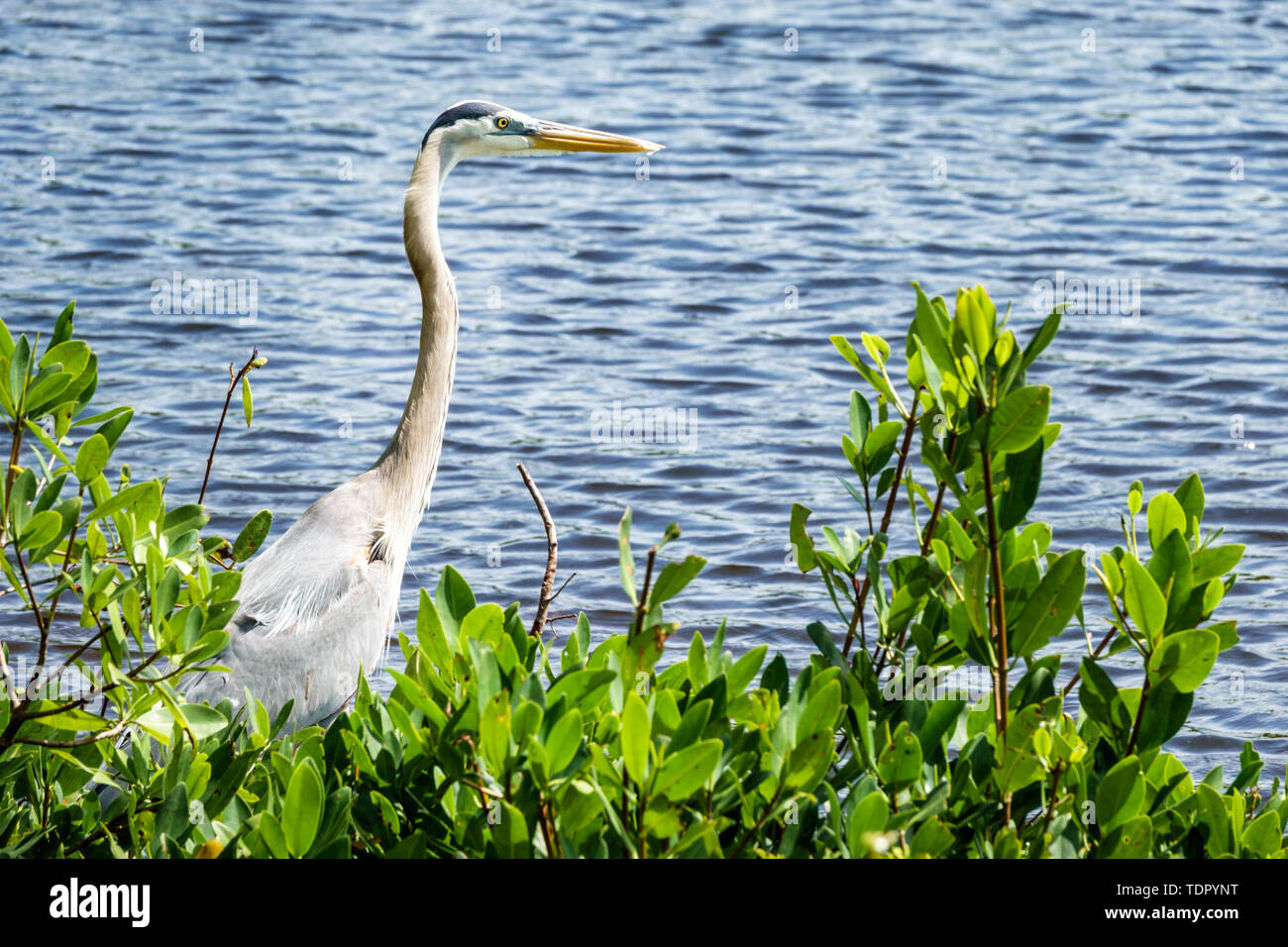 Sanibel Island Florida,great blue heron,Ardea herodias,wading bird,wildlife,FL190509030 Stock Photo