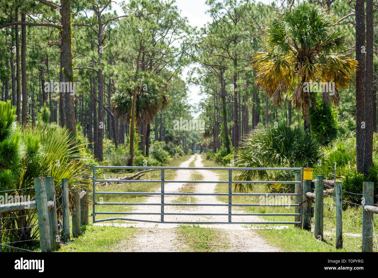 Florida,Punta Gorda,Fred C. Babcock Cecil M. Webb Wildlife Management Area,Tuckers Grade,dirt road,locked gate,FL190510036 Stock Photo