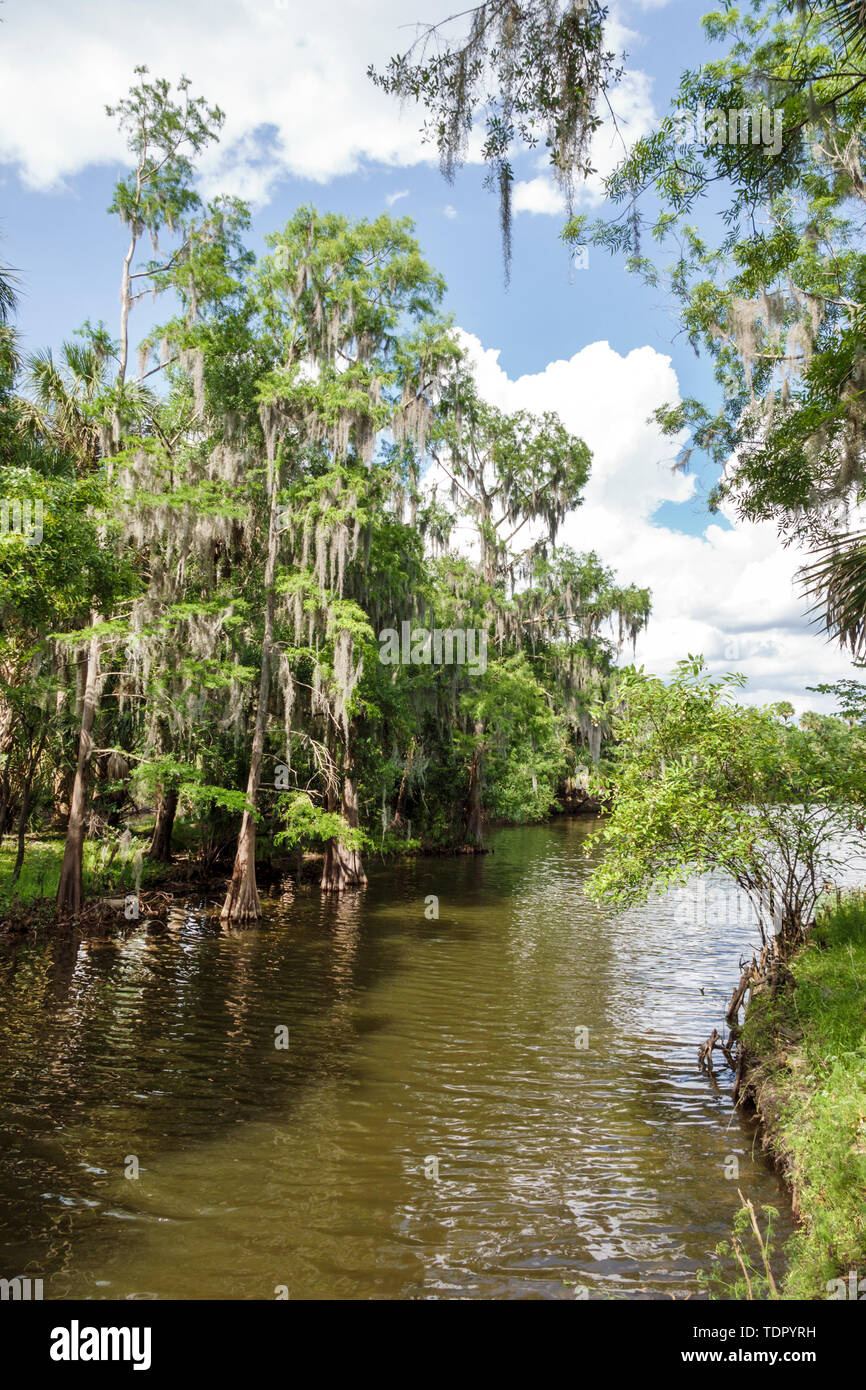 Florida,Zolfo Springs,Peace River,Hardee County Wildlife Refuge,riverbanks,vegetation,calm water,Spanish moss,Cypress trees,FL190510037 Stock Photo