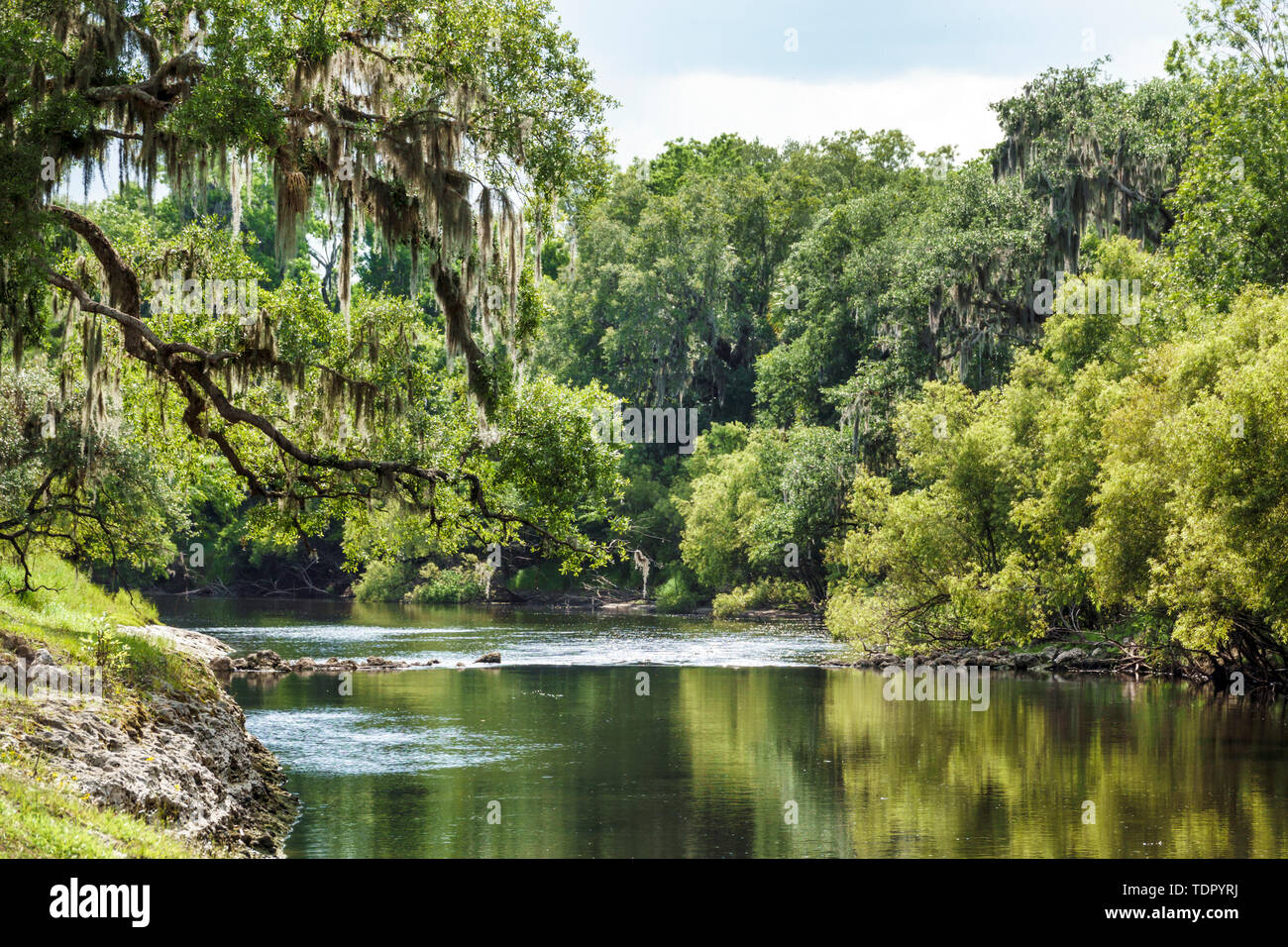 Florida,Zolfo Springs,Peace River,Hardee County Wildlife Refuge,riverbanks,trees,vegetation,calm water,Spanish moss,FL190510038 Stock Photo