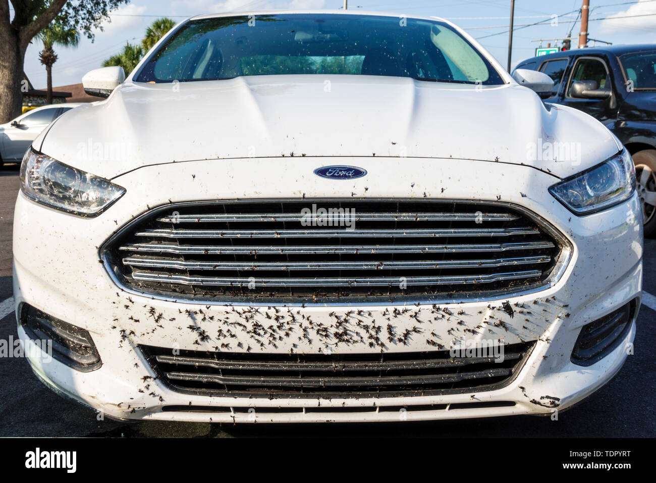 Florida,Zolfo Springs,Ford Fusion,car,grill,insect-covered,love bug,lovebug,Plecia nearctica,march fly,mating season,spring flight,FL190510044 Stock Photo