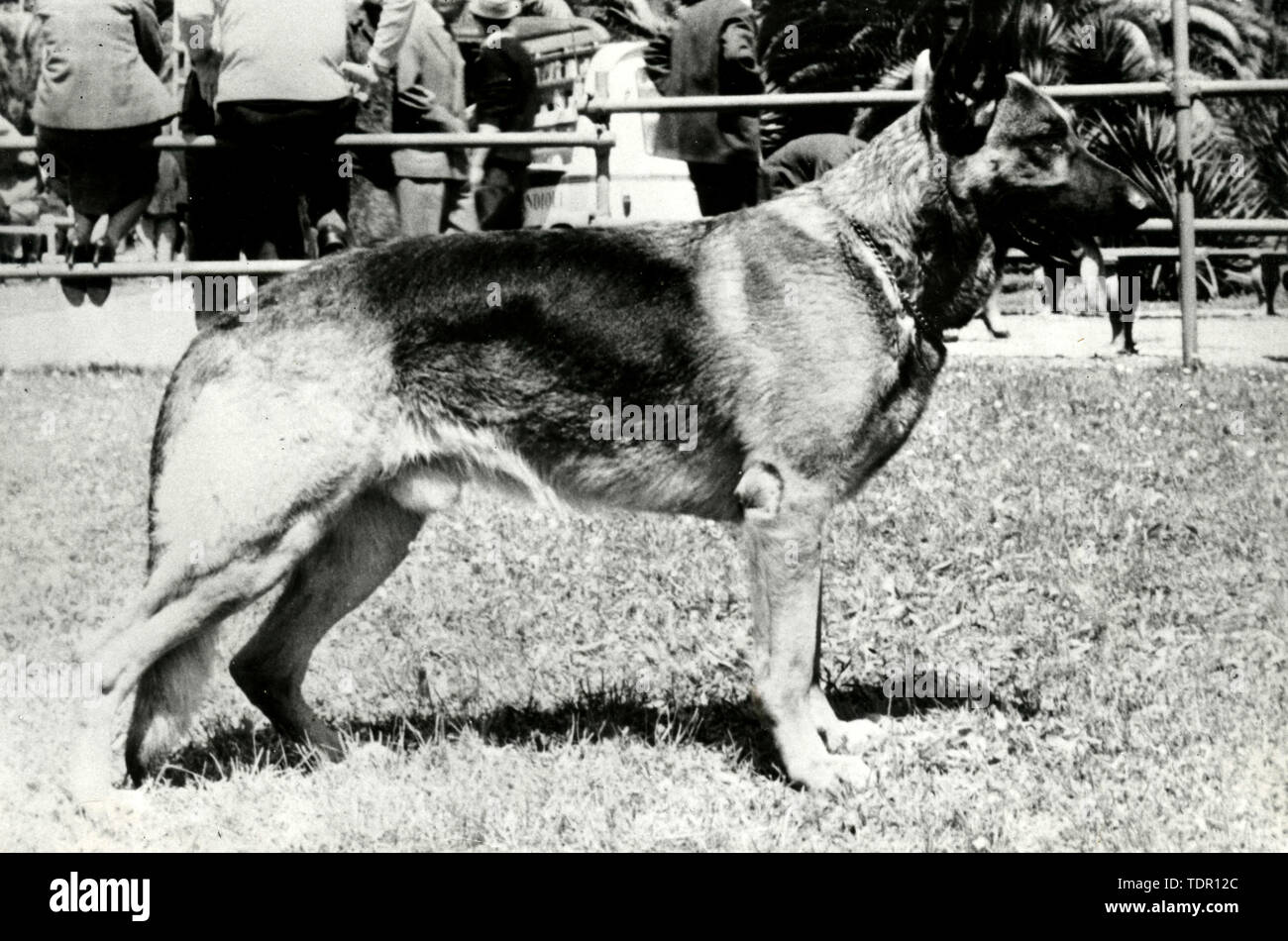 German shepherd dog, 1964 Stock Photo