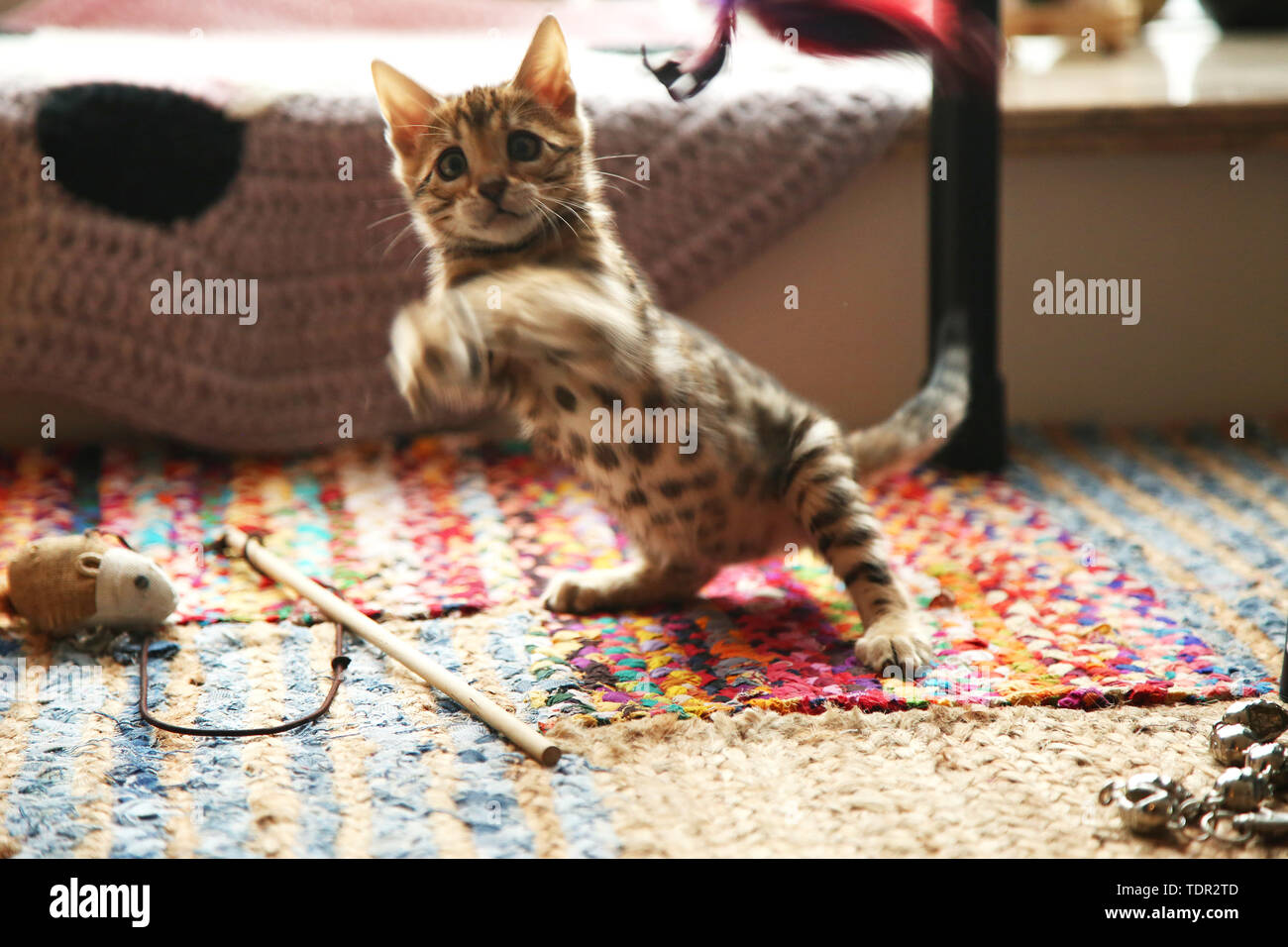 Bengali leopard cat Stock Photo - Alamy