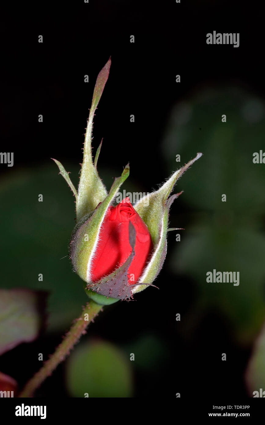 Moon flower bud Stock Photo Alamy