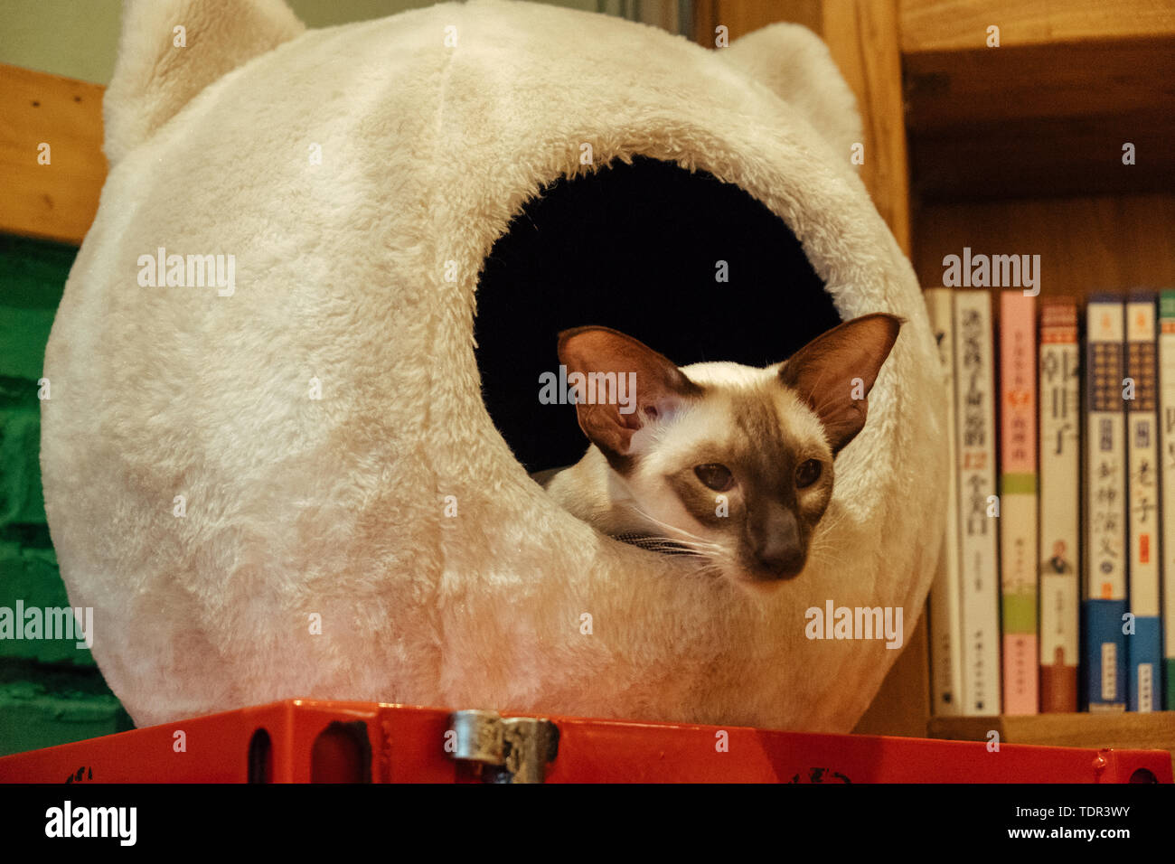 Екі қыз шина сататын дүкенде жыныстық қатынасқа түседі Порно ауыртпалық гигант в анал