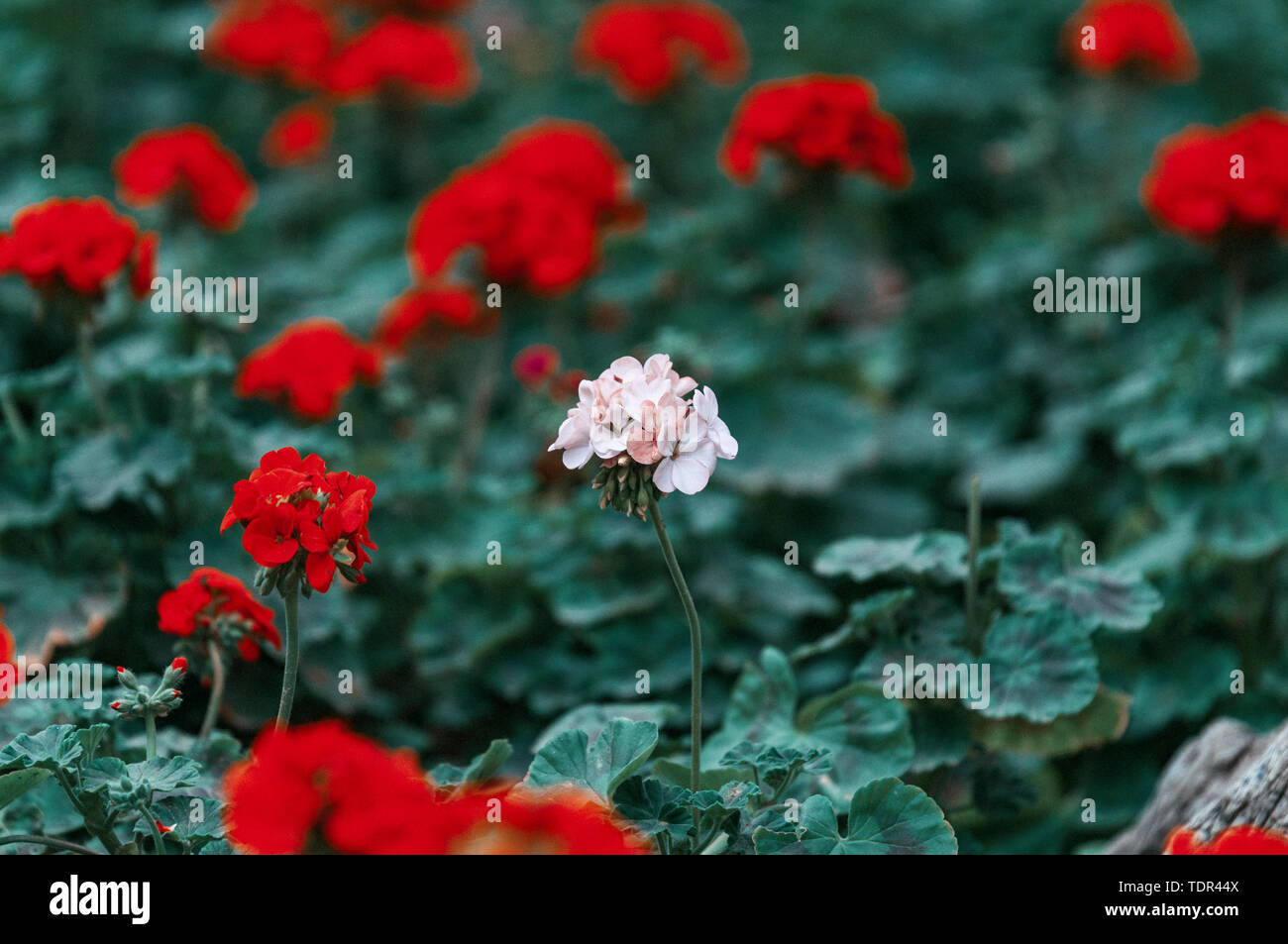 Spring-blooming geraniums Stock Photo