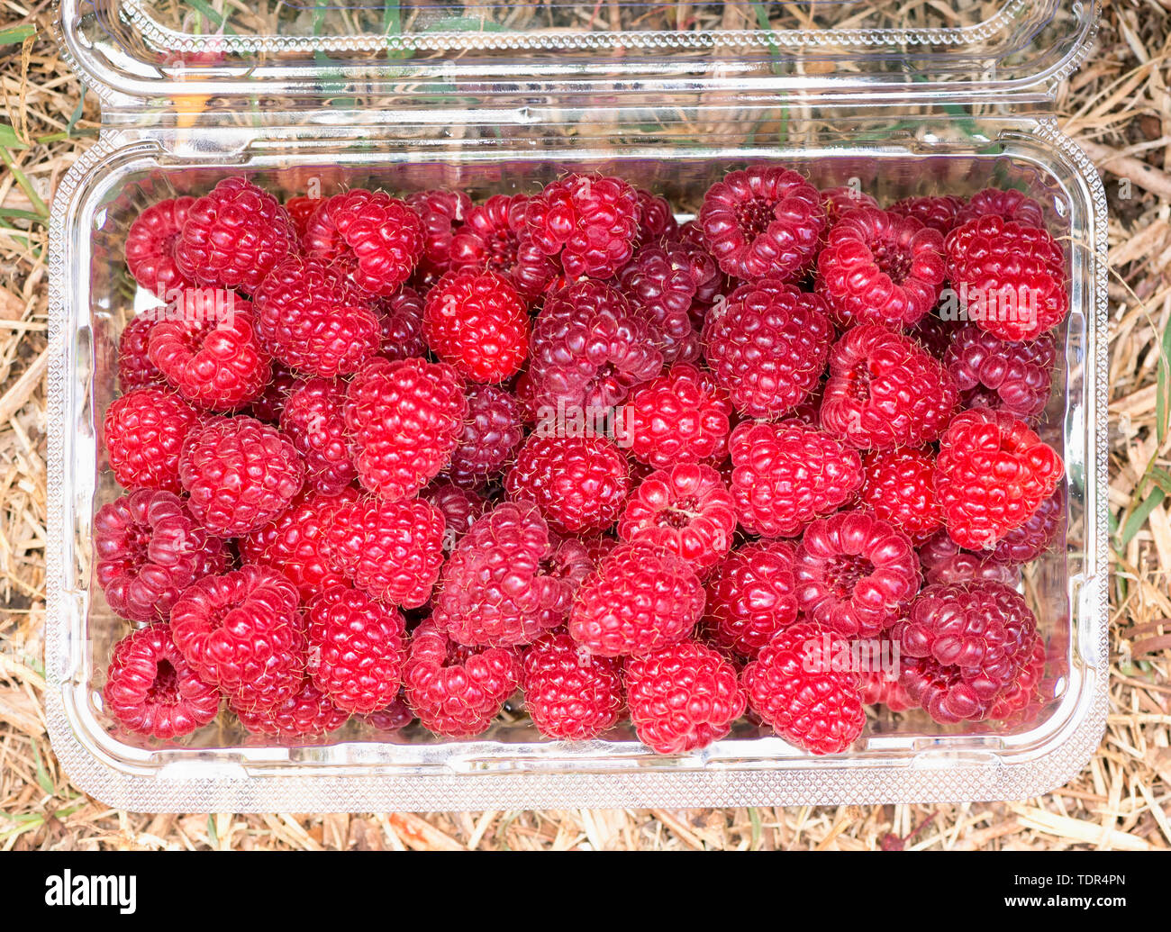 Download A Closeup Photo Of Delicious Raspberries In Plastic Container Stock Photo Alamy Yellowimages Mockups
