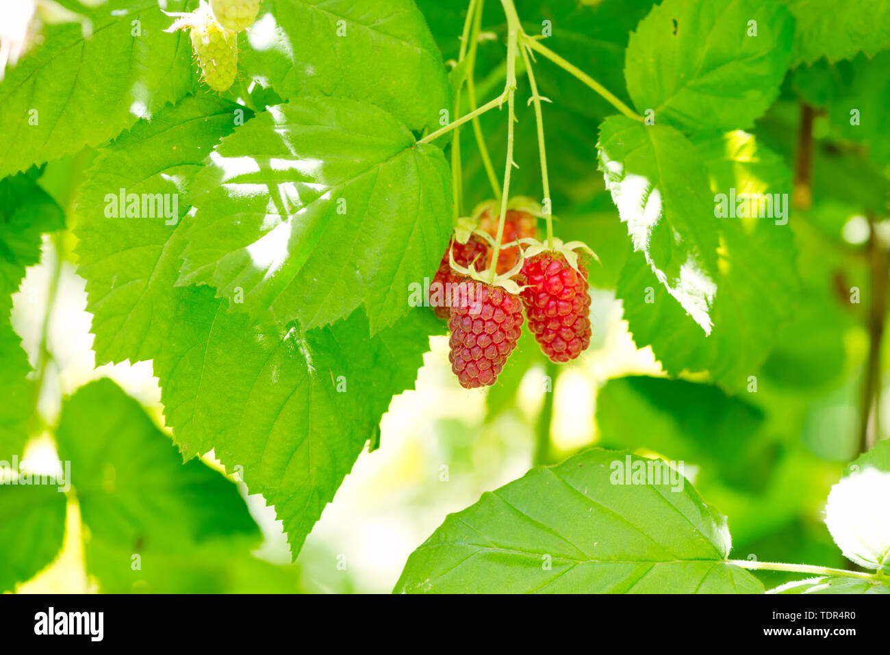 A closeup photo of loganberries on a branch. Loganberry is a hybrid