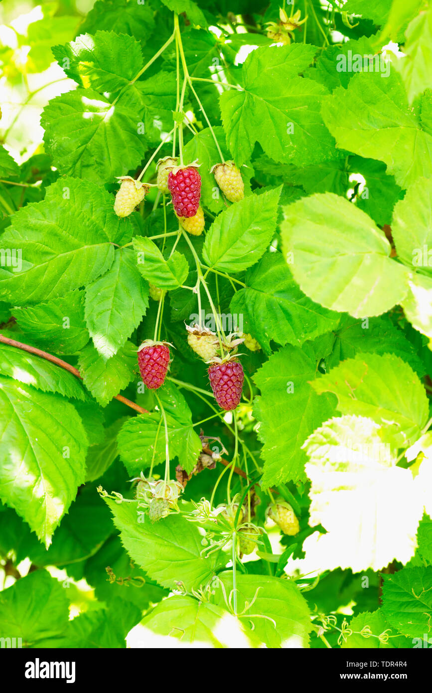 Loganberry hires stock photography and images Alamy