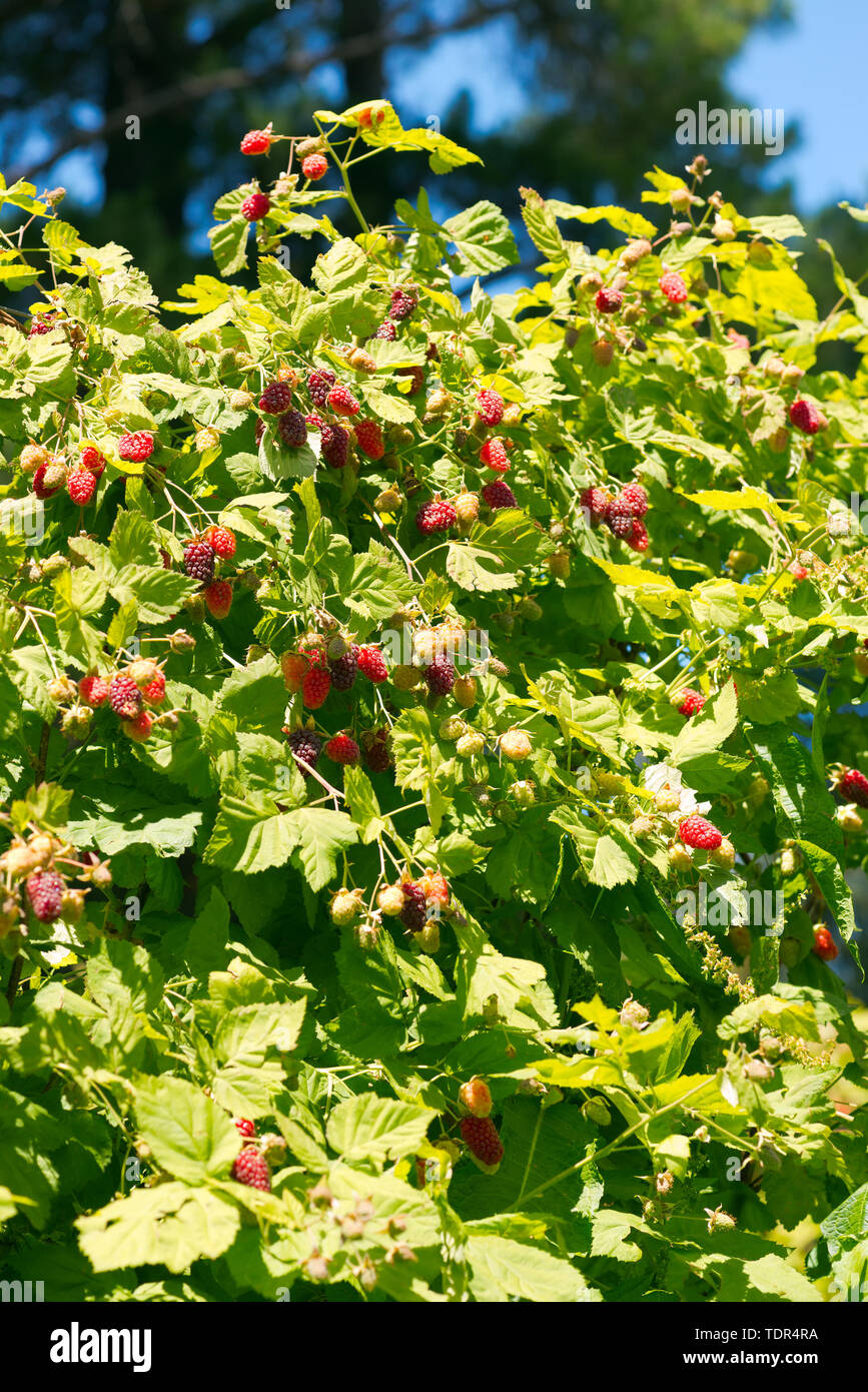 A closeup photo of loganberry bush. Loganberry is a hybrid between