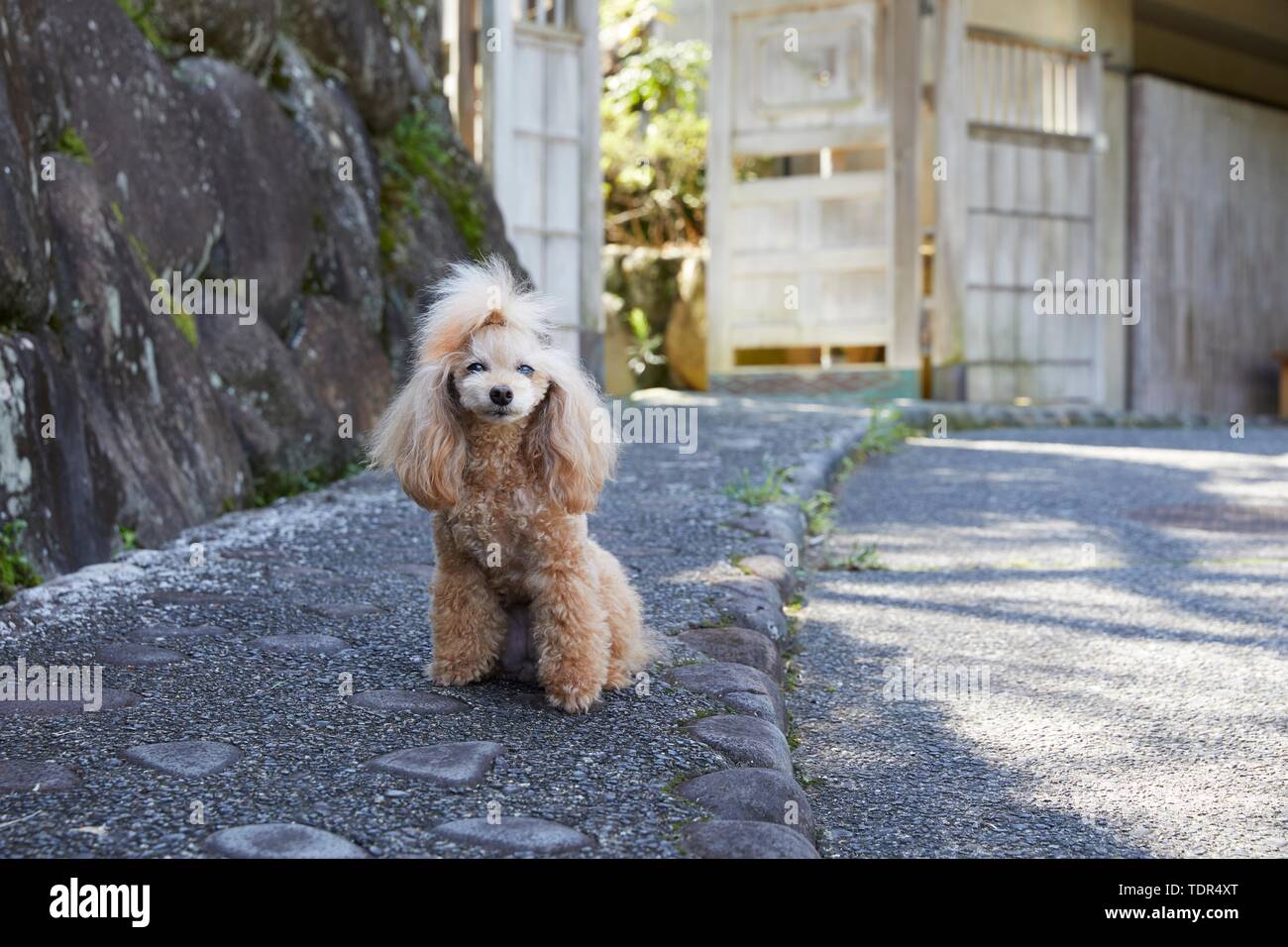 Dog at traditional Japanese hotel Stock Photo Alamy