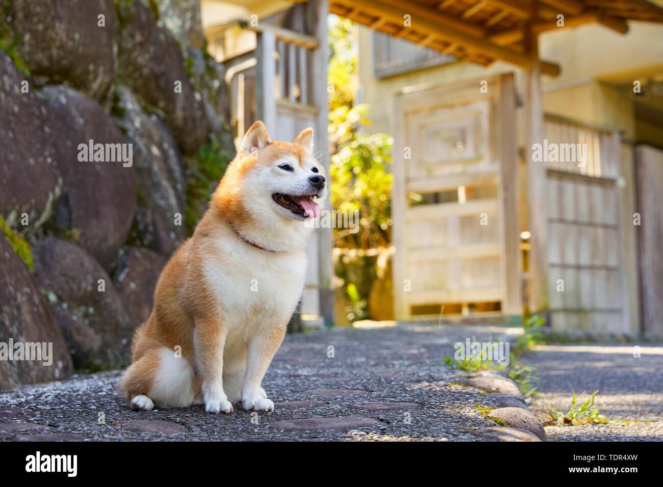 Japanese Shiba Inu Dog Stock Photo 249444465 Alamy