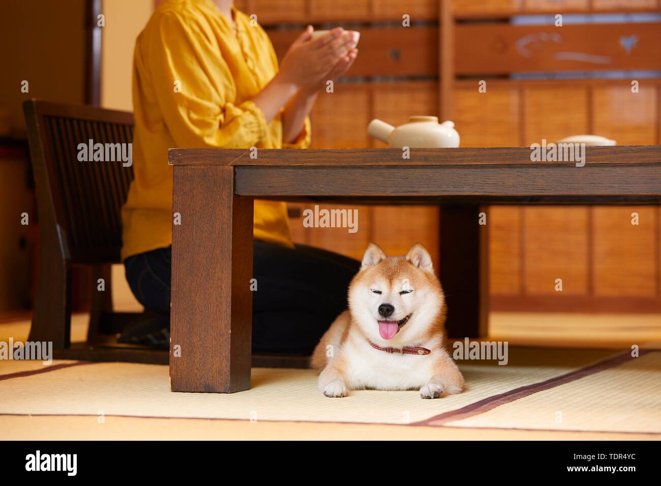 Japanese woman and Shiba Inu dog at traditional hotel Stock Photo