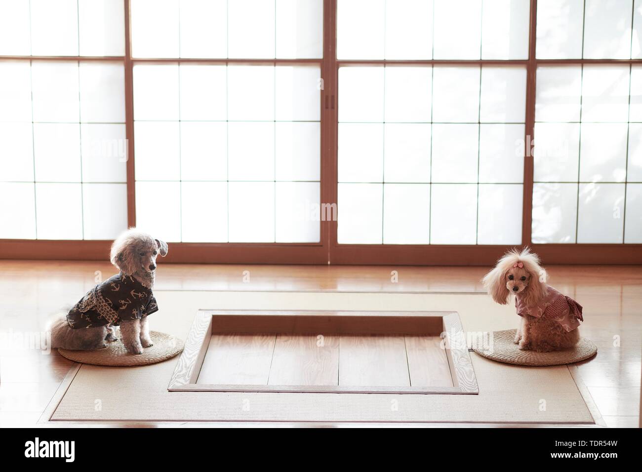 Dogs at traditional Japanese hotel Stock Photo