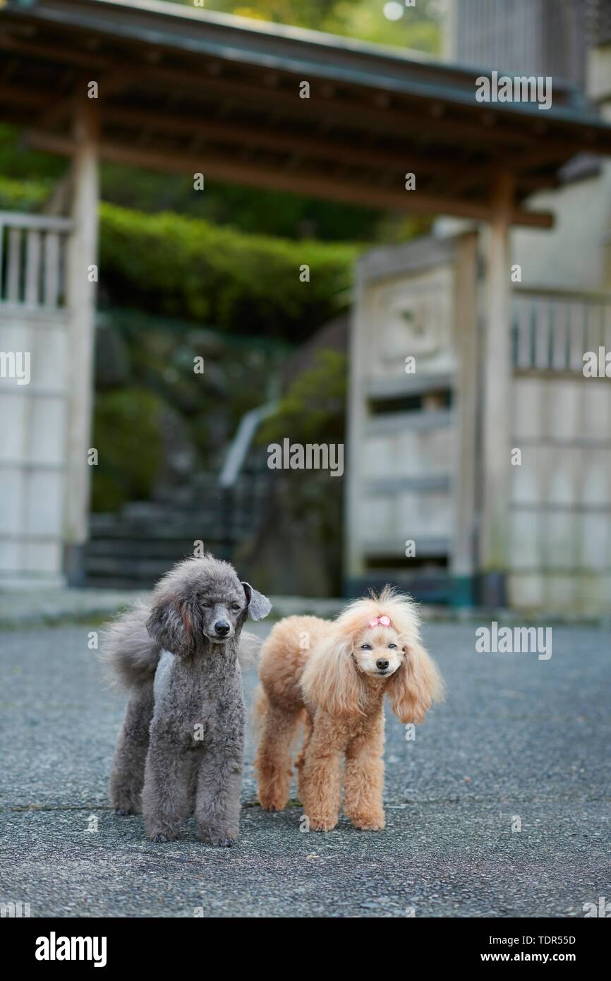 Dogs at traditional Japanese hotel Stock Photo