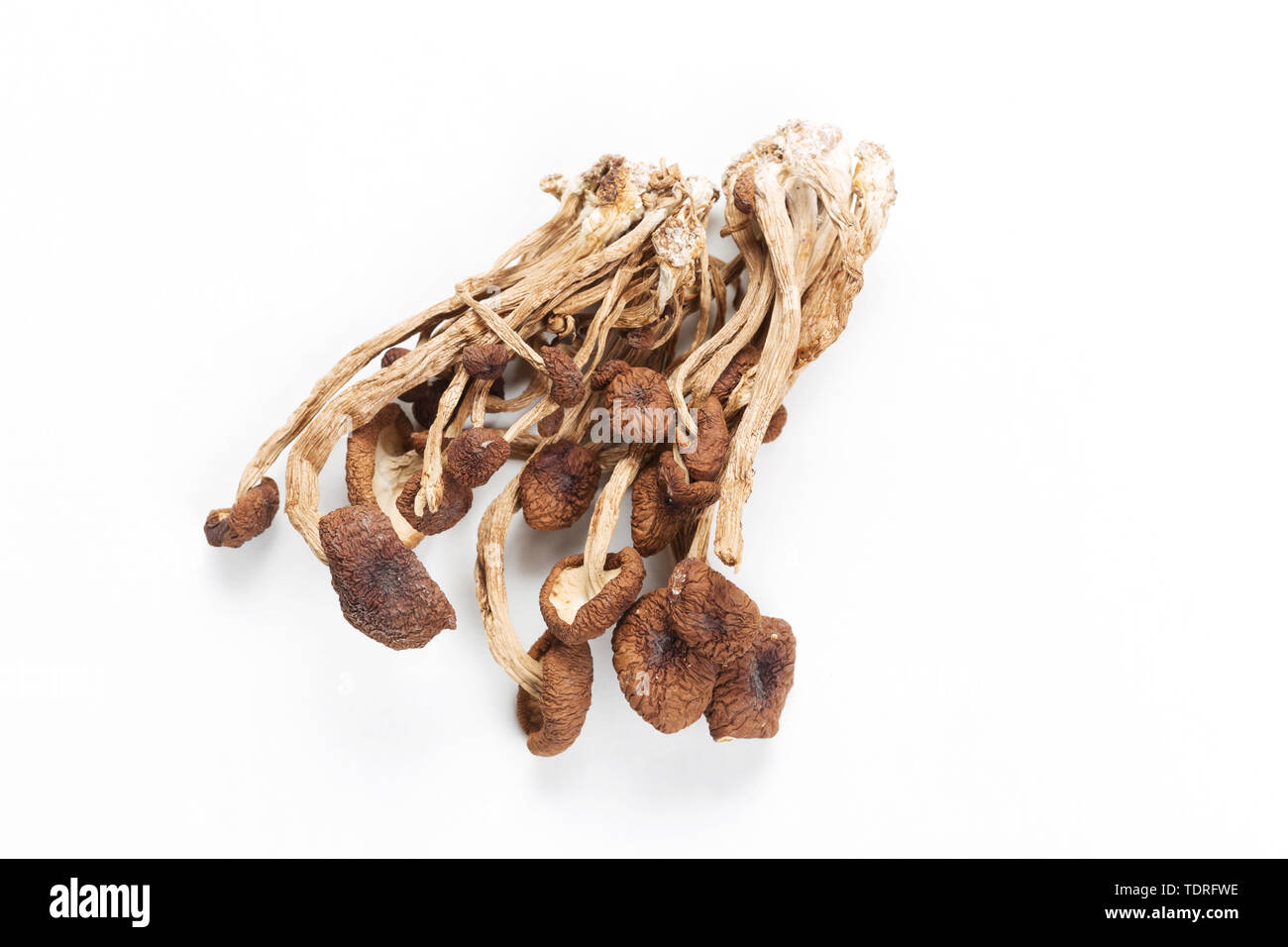 Brown tea tree mushrooms Stock Photo Alamy