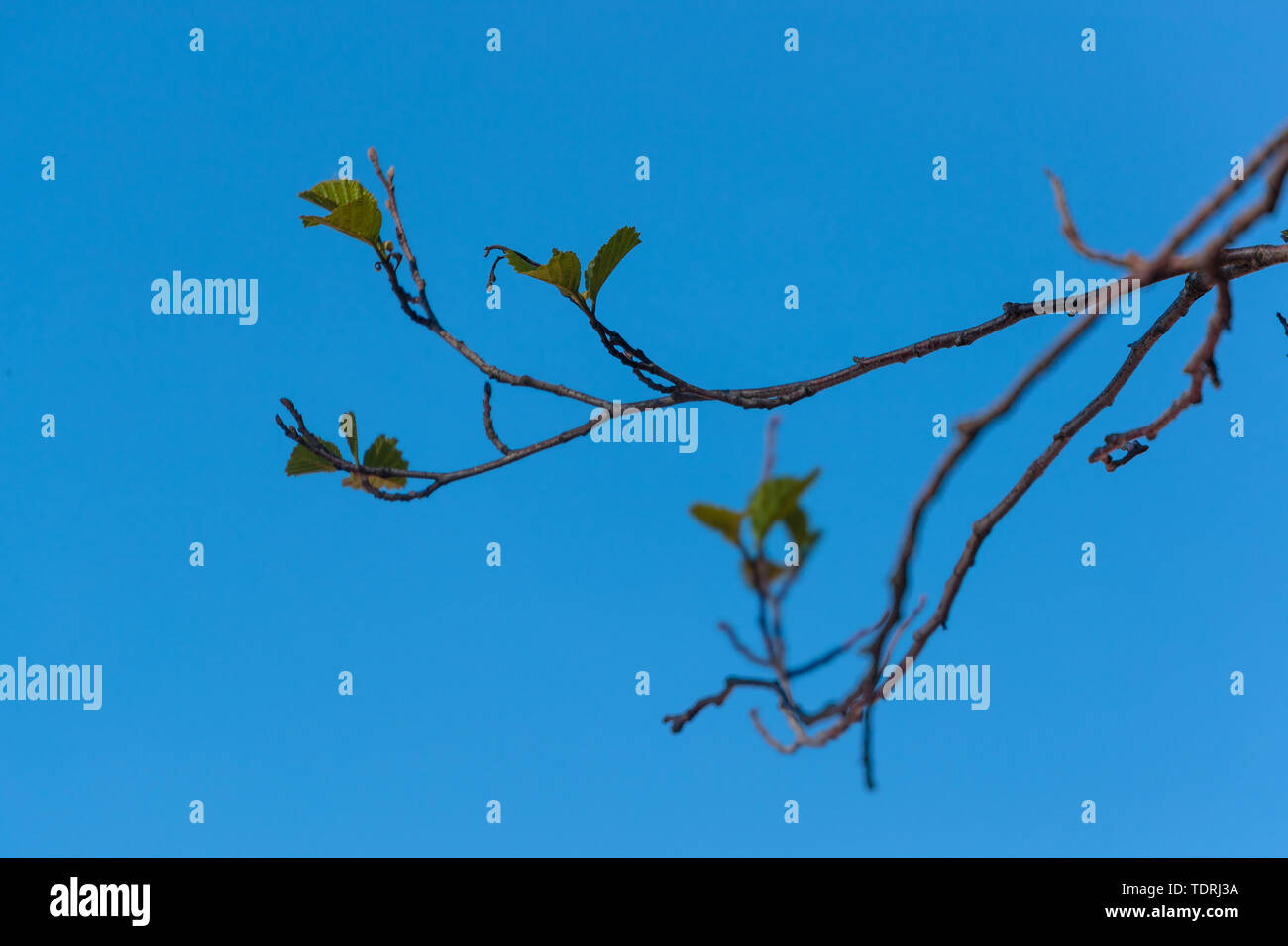 branch of a tree with flowering leaves Stock Photo