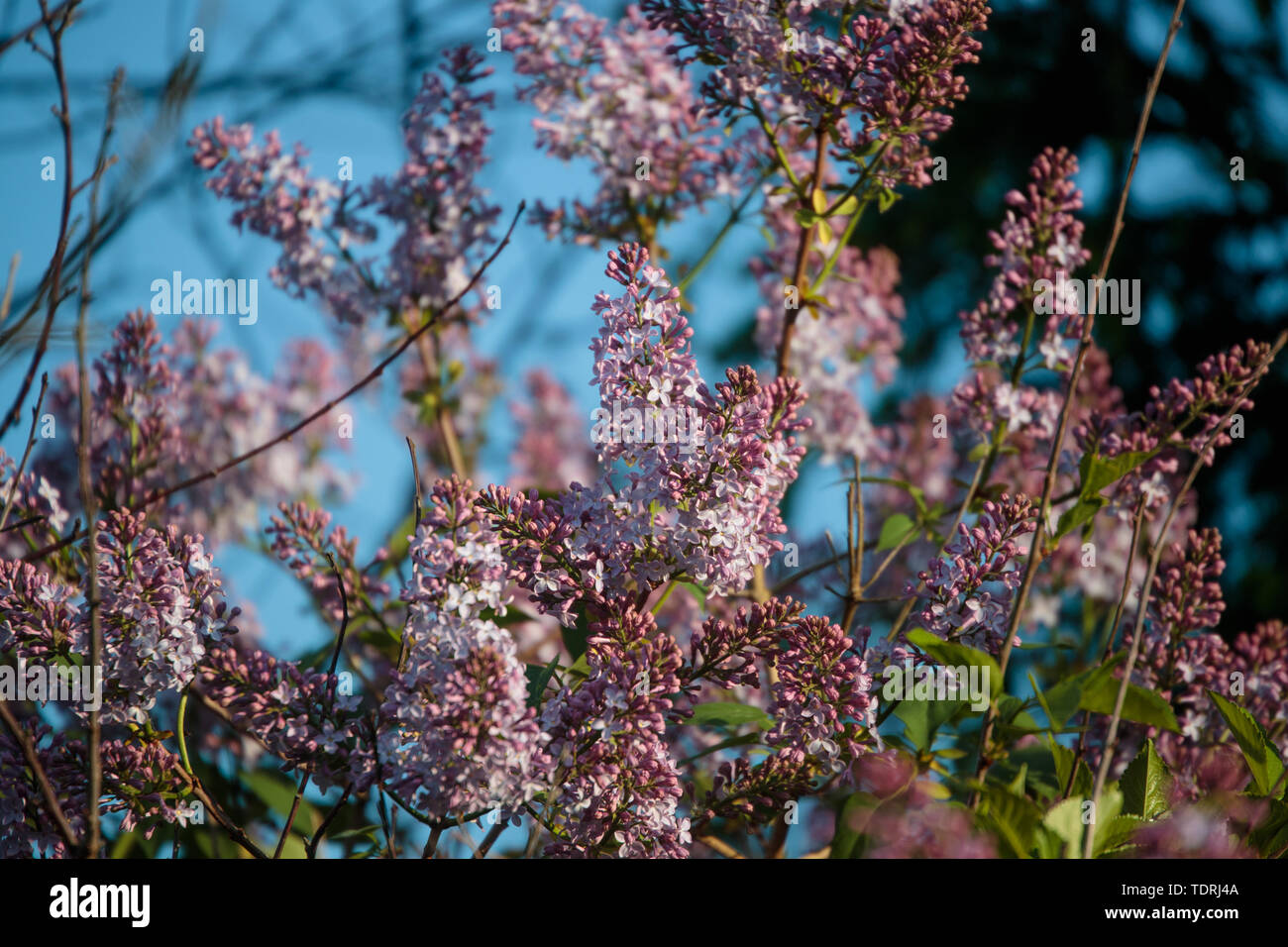 blossoming lilacs in early summer during the daytime Stock Photo