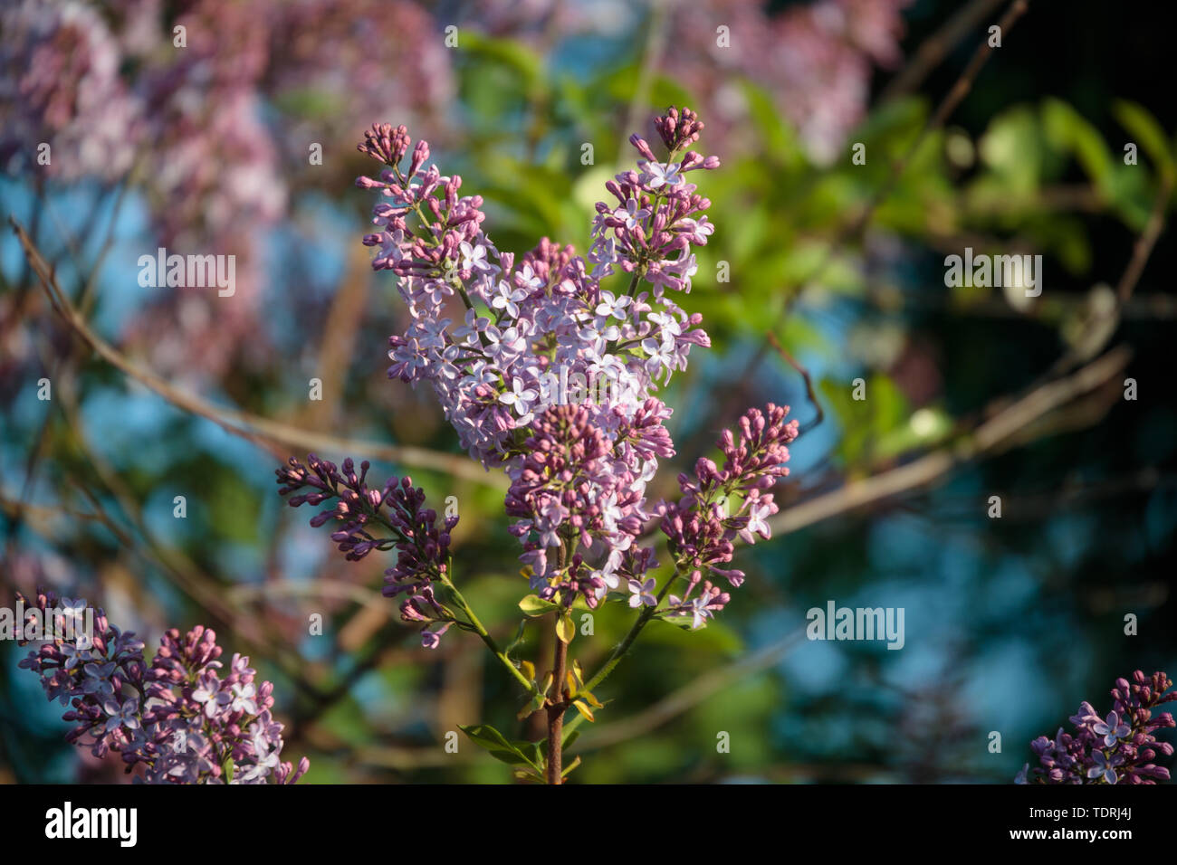 blossoming lilacs in early summer during the daytime Stock Photo