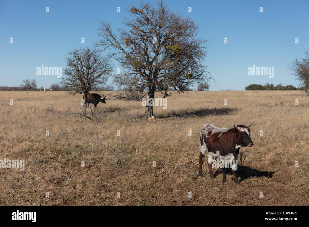 Dairy Farm, Texas, USA Stock Photo Alamy