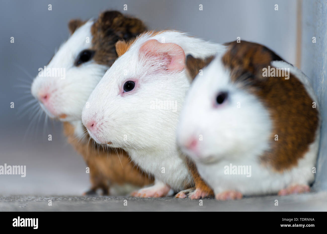 Three guinea pigs / Dutch rats / Dutch pigs / guinea pigs looking in