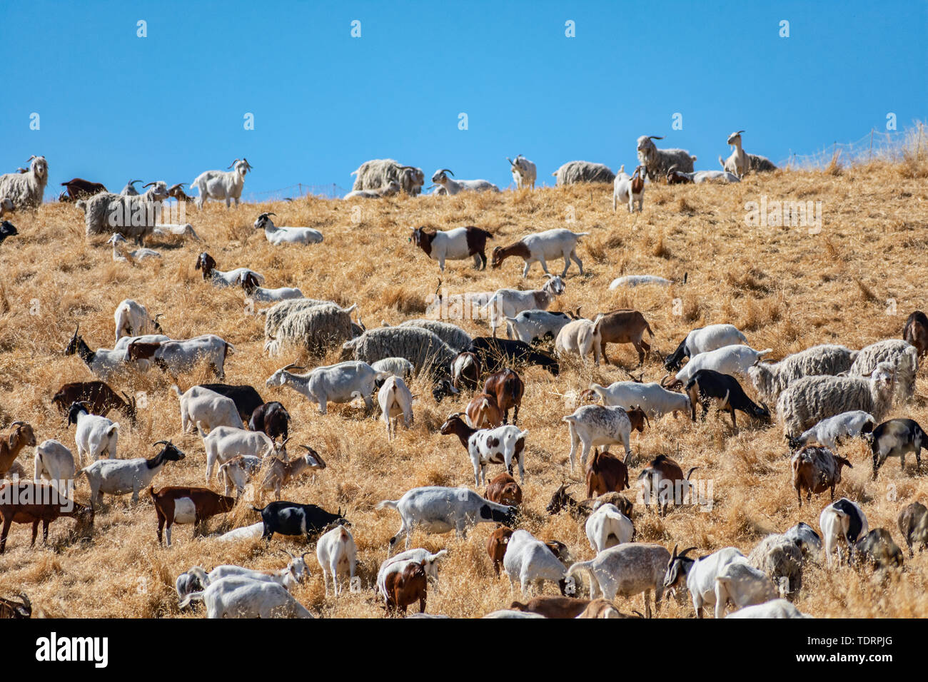 Goats chew through flammable grass on hill to prevent brush fire, keep wildfire risk down. Environmentally friendly brush control, wildfire prevention Stock Photo