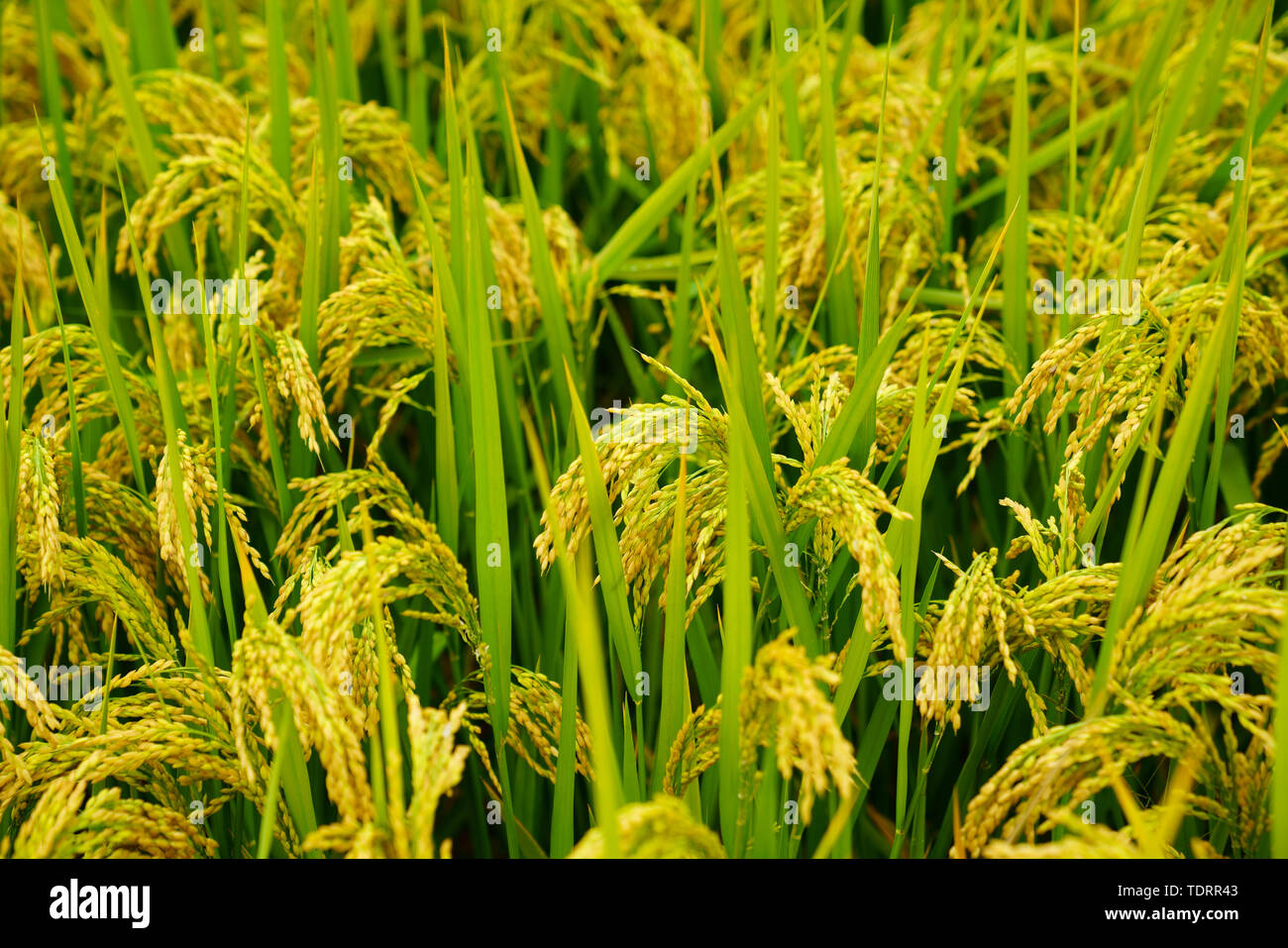 Harvesting rice, rice, rice, grain Stock Photo Alamy