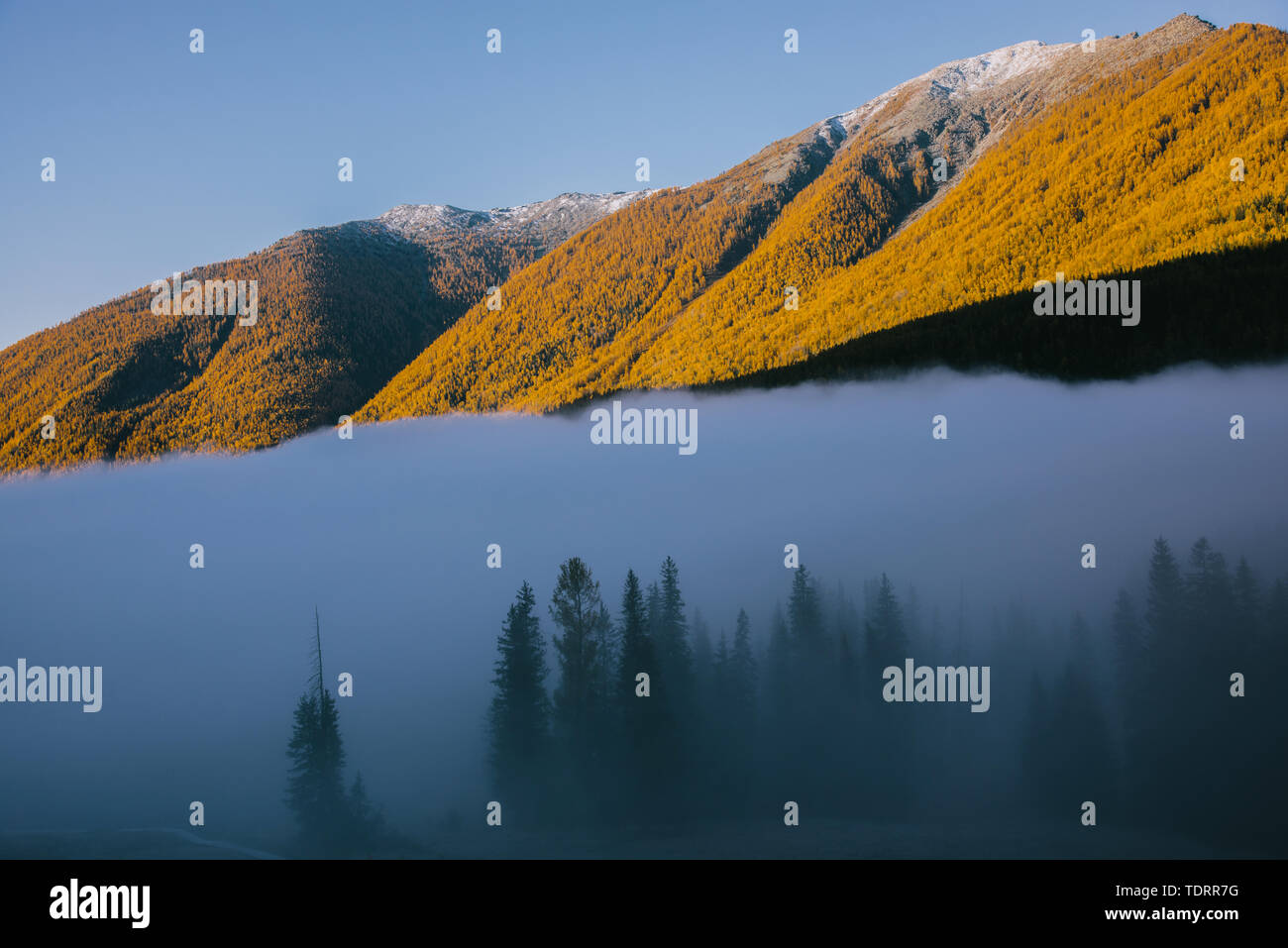 Mountains in the morning fog Stock Photo - Alamy