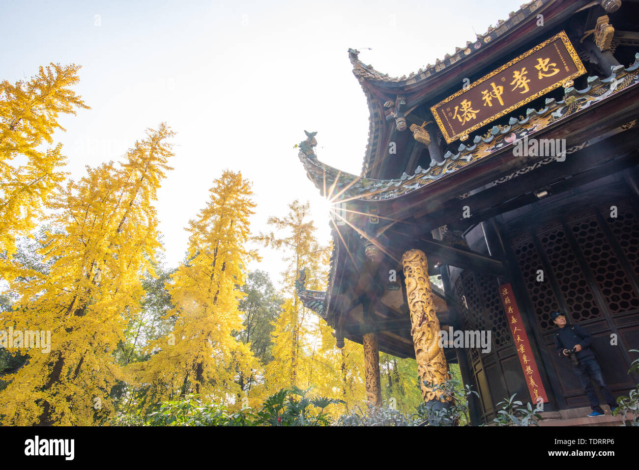 Autumn scenery of Ginkgo biloba at Qingyang Palace in Chengdu Stock Photo