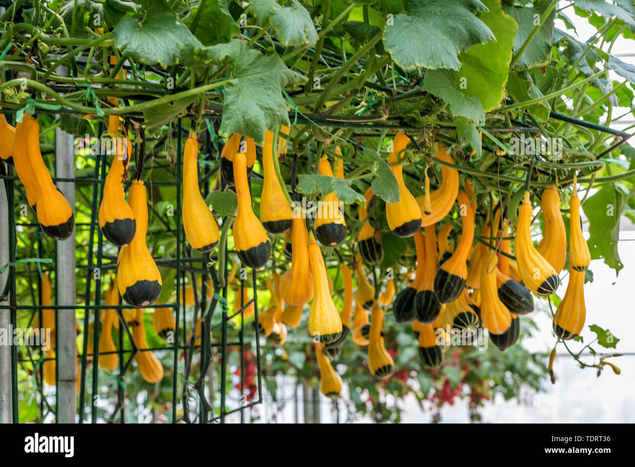 Ornamental pumpkin cultivation, photographed at Shandong Shouguang Cuisine Expo Stock Photo