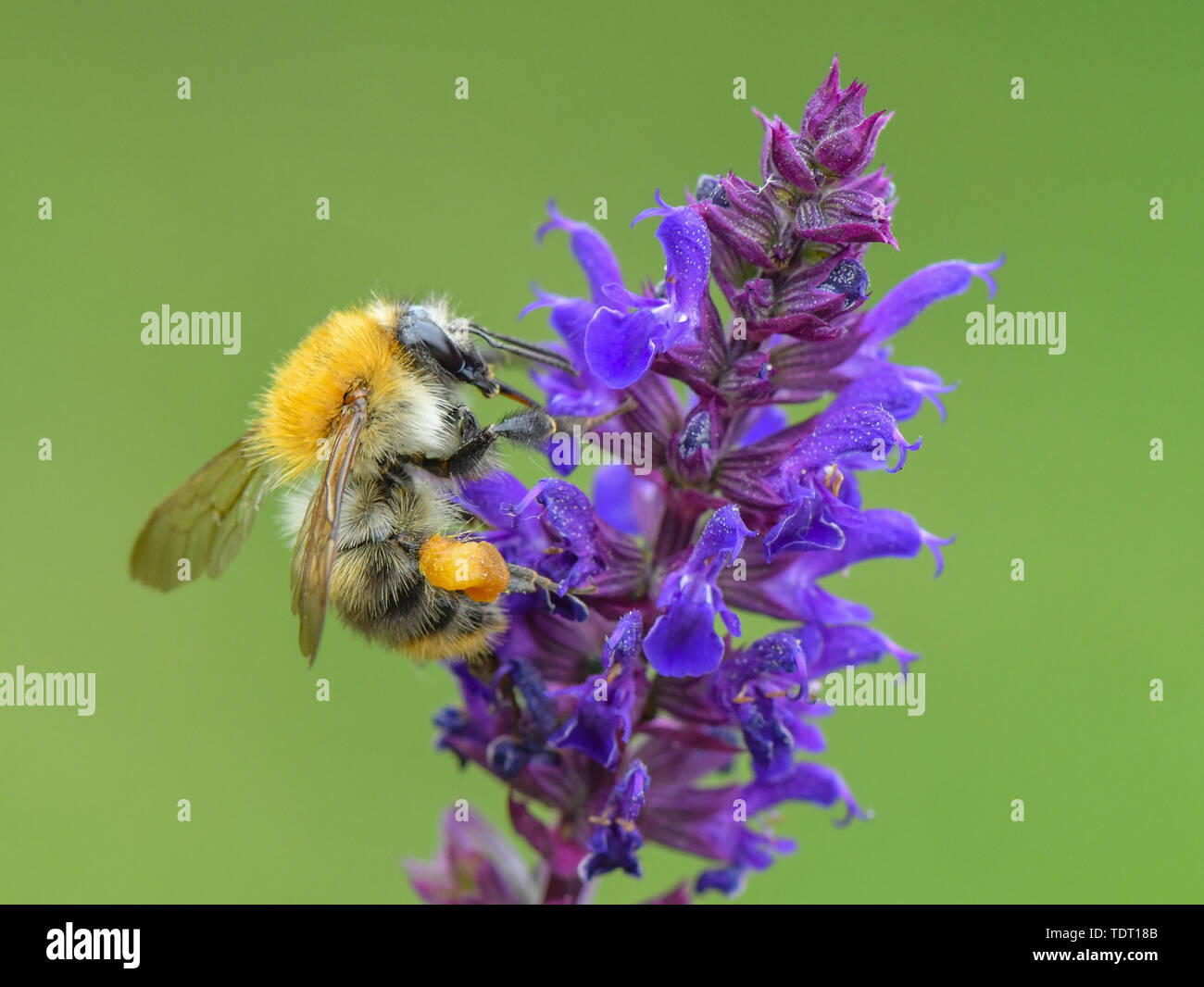 Sieversdorf, Germany. 16th June, 2019. A field bumblebee (Bombus pascuorum) looks for nectar on a plant in a garden. the Ackerhummel carries a red-brown until sallow fur at its whole body. It belongs among the Hummeln to the nest-farmer since it forms its own Hummelvolk with up to 150 animals. Credit: Patrick Pleul/dpa-Zentralbild/ZB/dpa/Alamy Live News Stock Photo