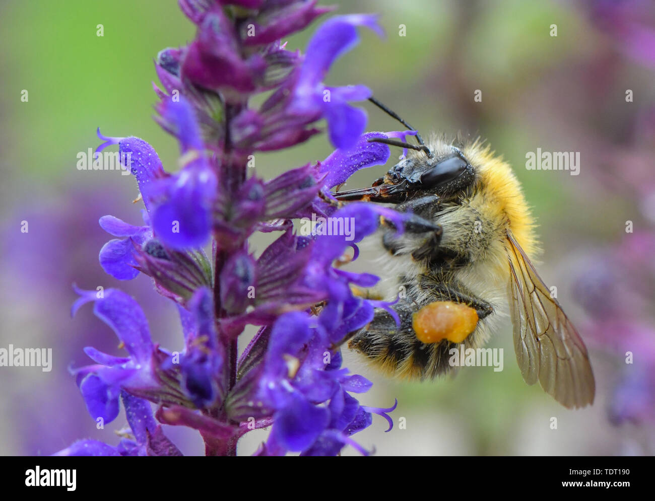Sieversdorf, Germany. 16th June, 2019. A field bumblebee (Bombus pascuorum) looks for nectar on a plant in a garden. the Ackerhummel carries a red-brown until sallow fur at its whole body. It belongs among the Hummeln to the nest-farmer since it forms its own Hummelvolk with up to 150 animals. Credit: Patrick Pleul/dpa-Zentralbild/ZB/dpa/Alamy Live News Stock Photo