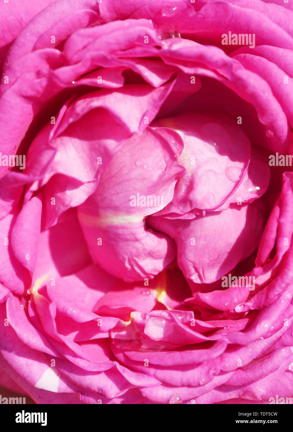 Baden Baden, Germany. 18th June, 2019. A noble rose called Anuschka is presented in the rose novelty garden on Beutig. The rose will be awarded the title 'Golden Rose of Baden-Baden' at the 67th International Rose Novelties Competition in the evening. Credit: Uli Deck/dpa/Alamy Live News Stock Photo