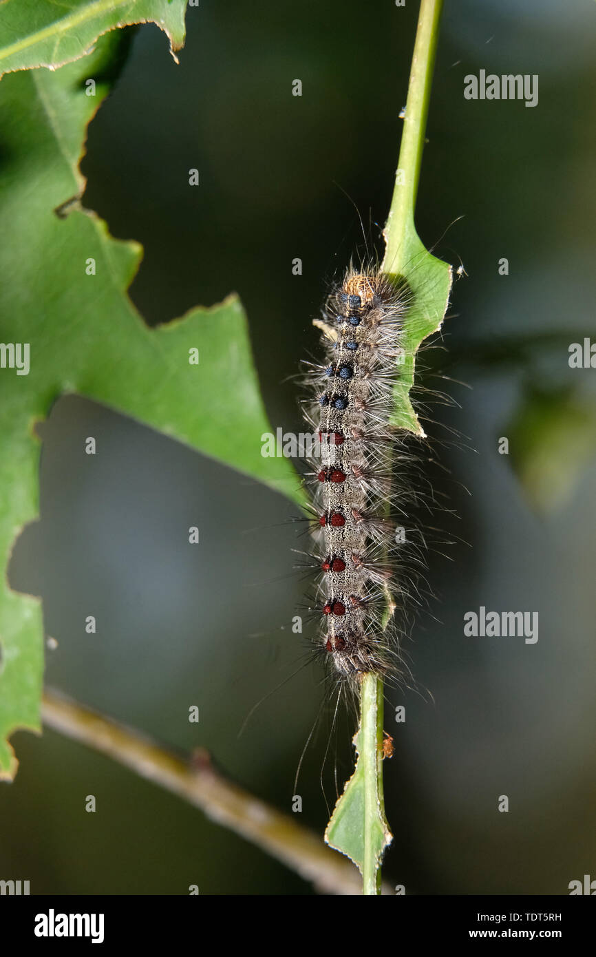Zwenkau, Germany. 17th June, 2019. The caterpillar of the sponge moth (Lymantria dispar) on a branch of the red oak in a forest at Lake Cospuden south of Leipzig. About 20 hectares of forest are affected by the invasion. Credit: Sebastian Willnow/dpa-Zentralbild/ZB/dpa/Alamy Live News Stock Photo