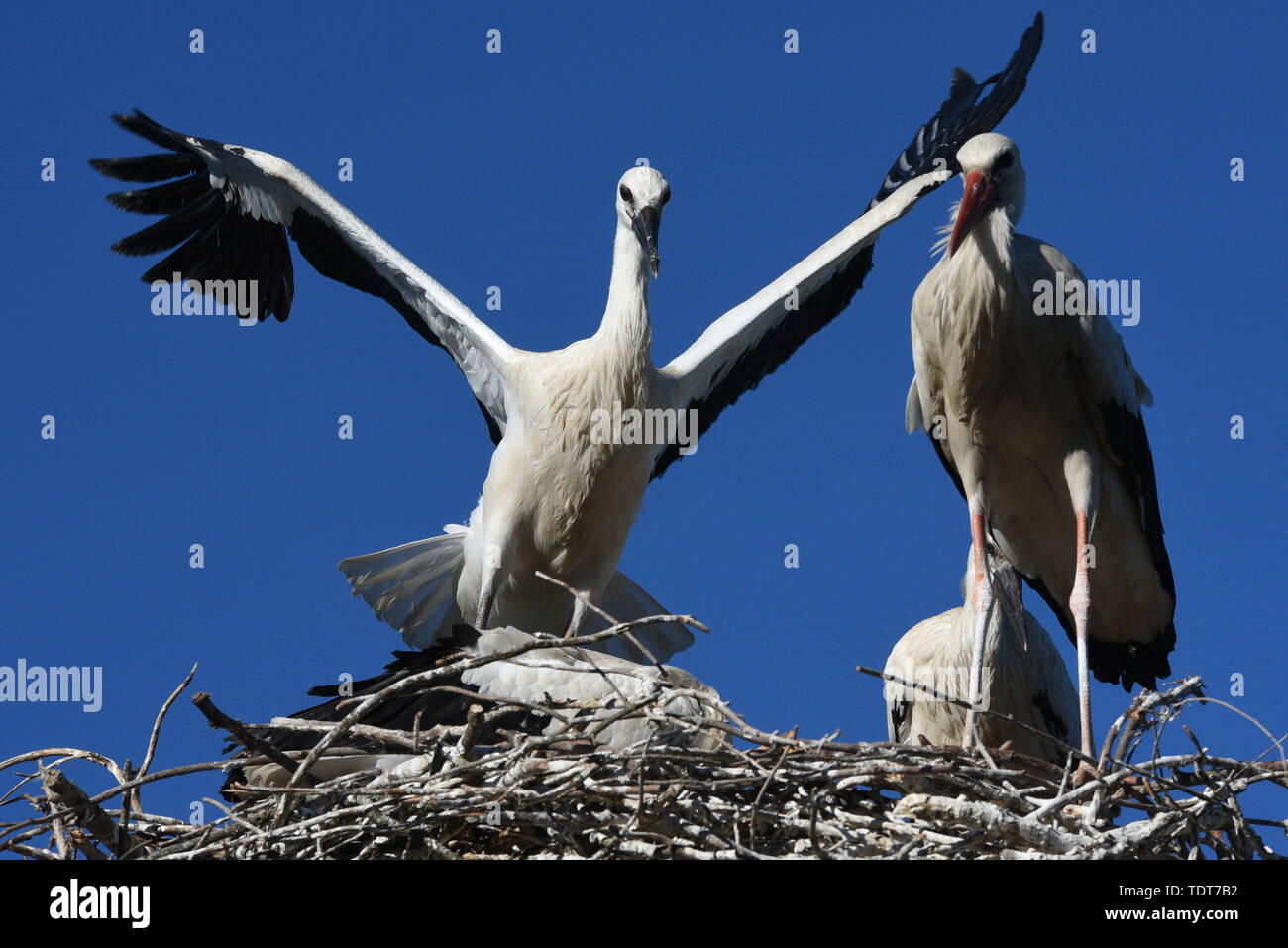 Madrid, Spain. 18th June, 2019. A young white stork tries to fly in its nest in Madrid.The number of white stork chicks born in their nests at Madrid zoo has increased considerably in the last decade due to availability of food. Credit: John Milner/SOPA Images/ZUMA Wire/Alamy Live News Stock Photo
