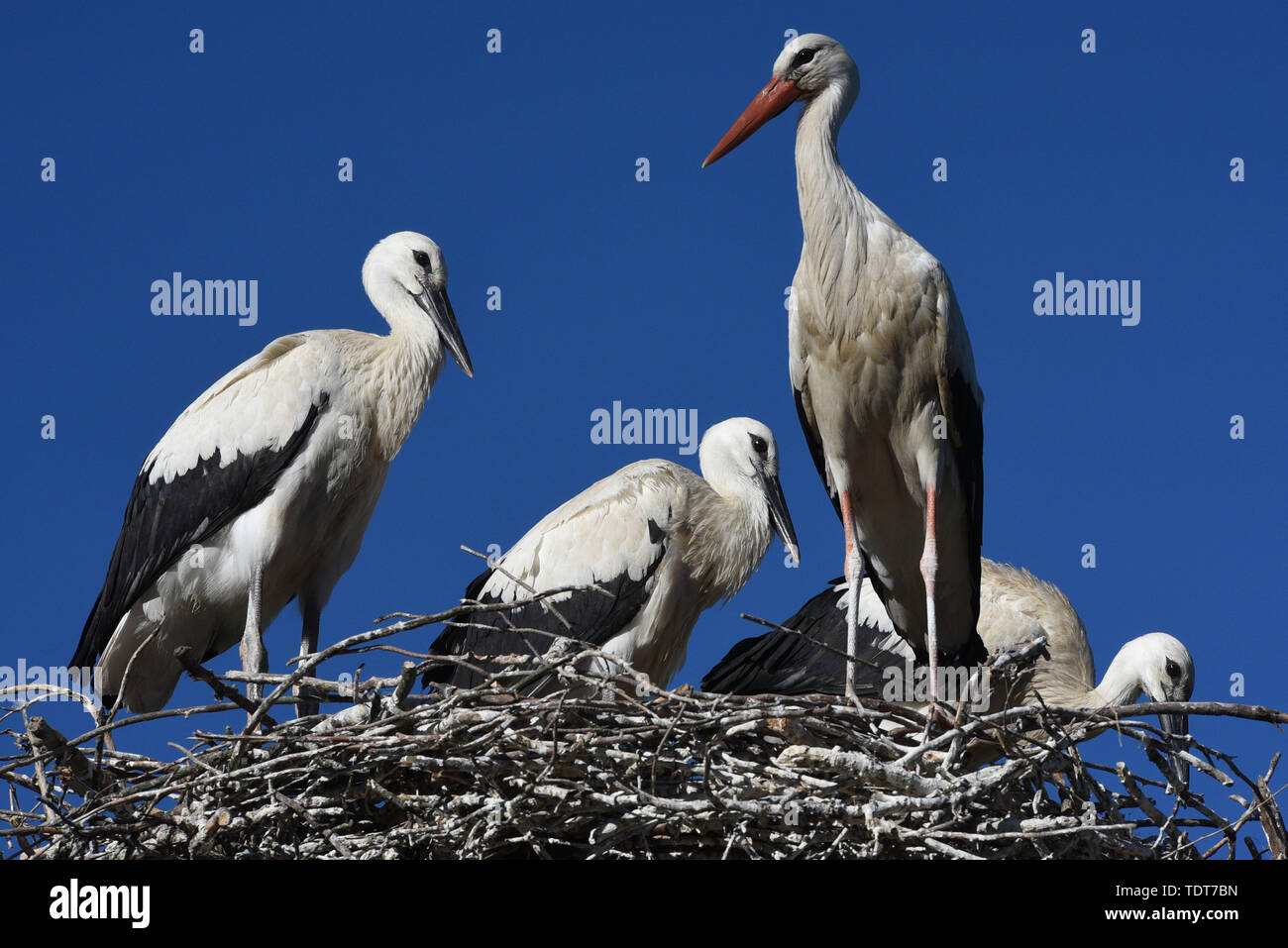 Madrid, Spain. 18th June, 2019. Young white storks are seen with an adult stork in their nest in Madrid.The number of white stork chicks born in their nests at Madrid zoo has increased considerably in the last decade due to availability of food. Credit: John Milner/SOPA Images/ZUMA Wire/Alamy Live News Stock Photo
