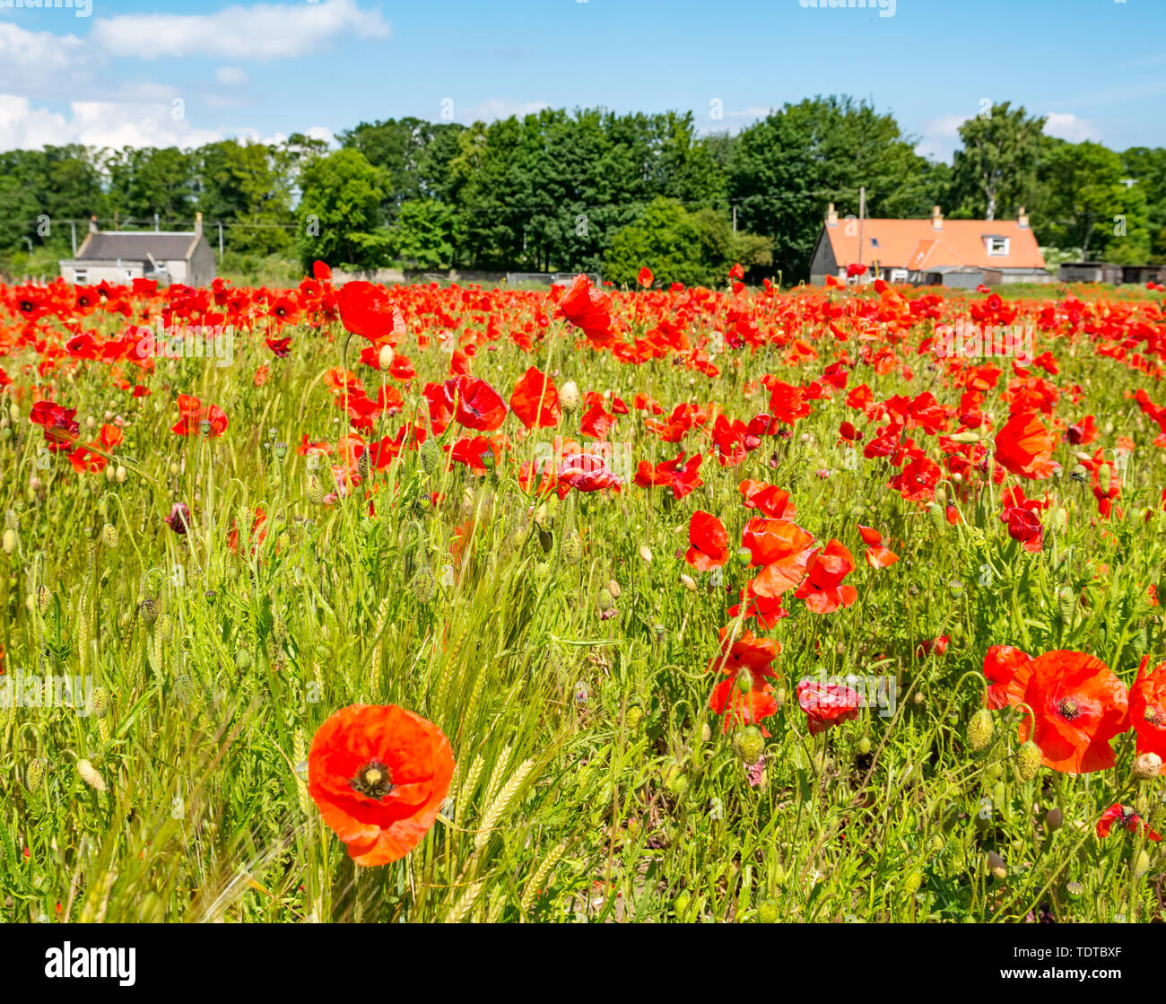 East Lothian, Scotland, United Kingdom, 19th June 2019. UK Weather: The recent wet and sunny weather has been just right for encouraging the growth of poppies which have flowered abundantly across the county. Red poppies, common poppy, Flanders poppy, field poppy or corn rose poppies in a field Stock Photo