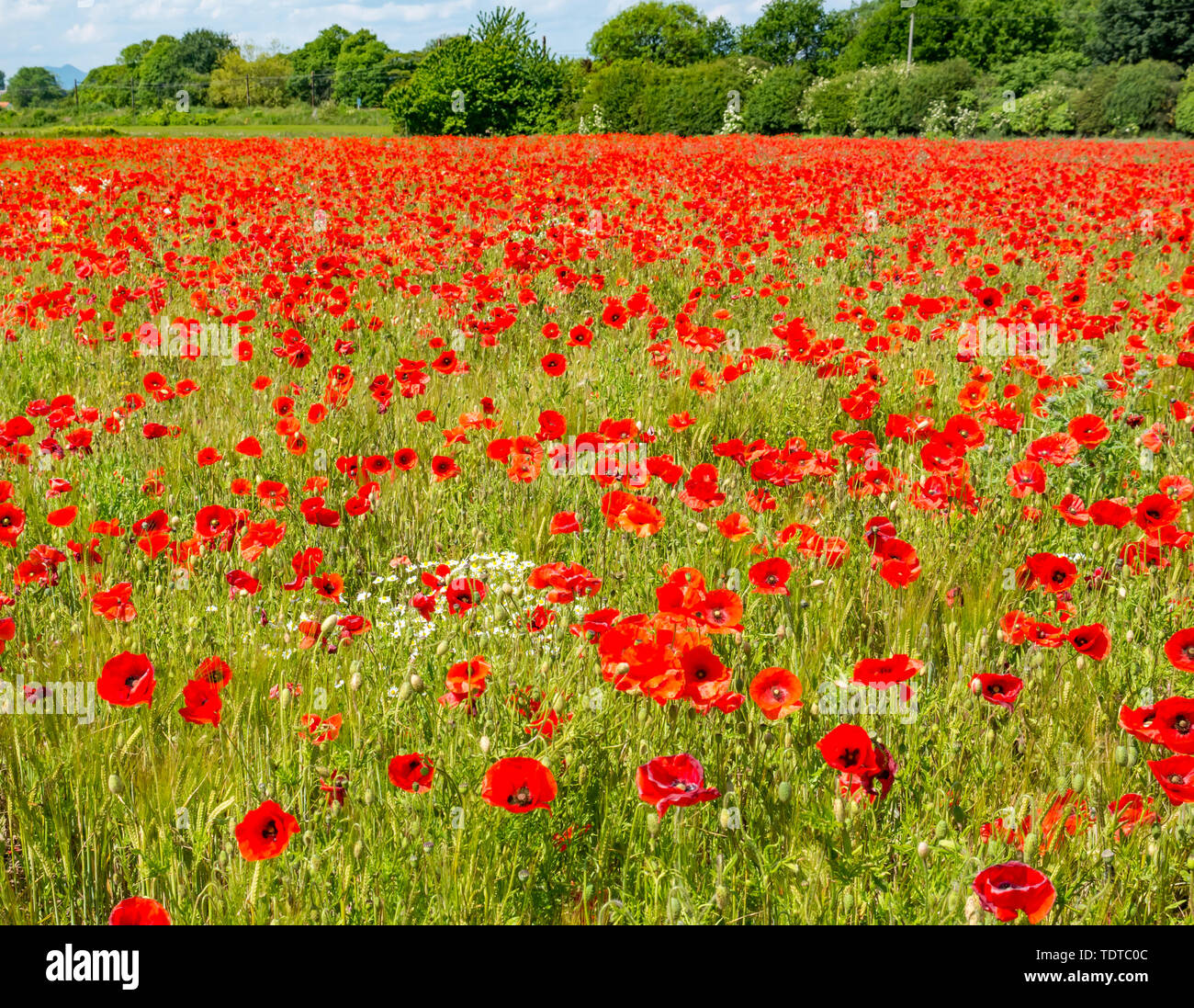 East Lothian, Scotland, United Kingdom, 19th June 2019. UK Weather: The recent wet and sunny weather has been just right for encouraging the growth of poppies which have flowered abundantly across the county. Red poppies, common poppy, Flanders poppy, field poppy or corn rose poppies in a field Stock Photo